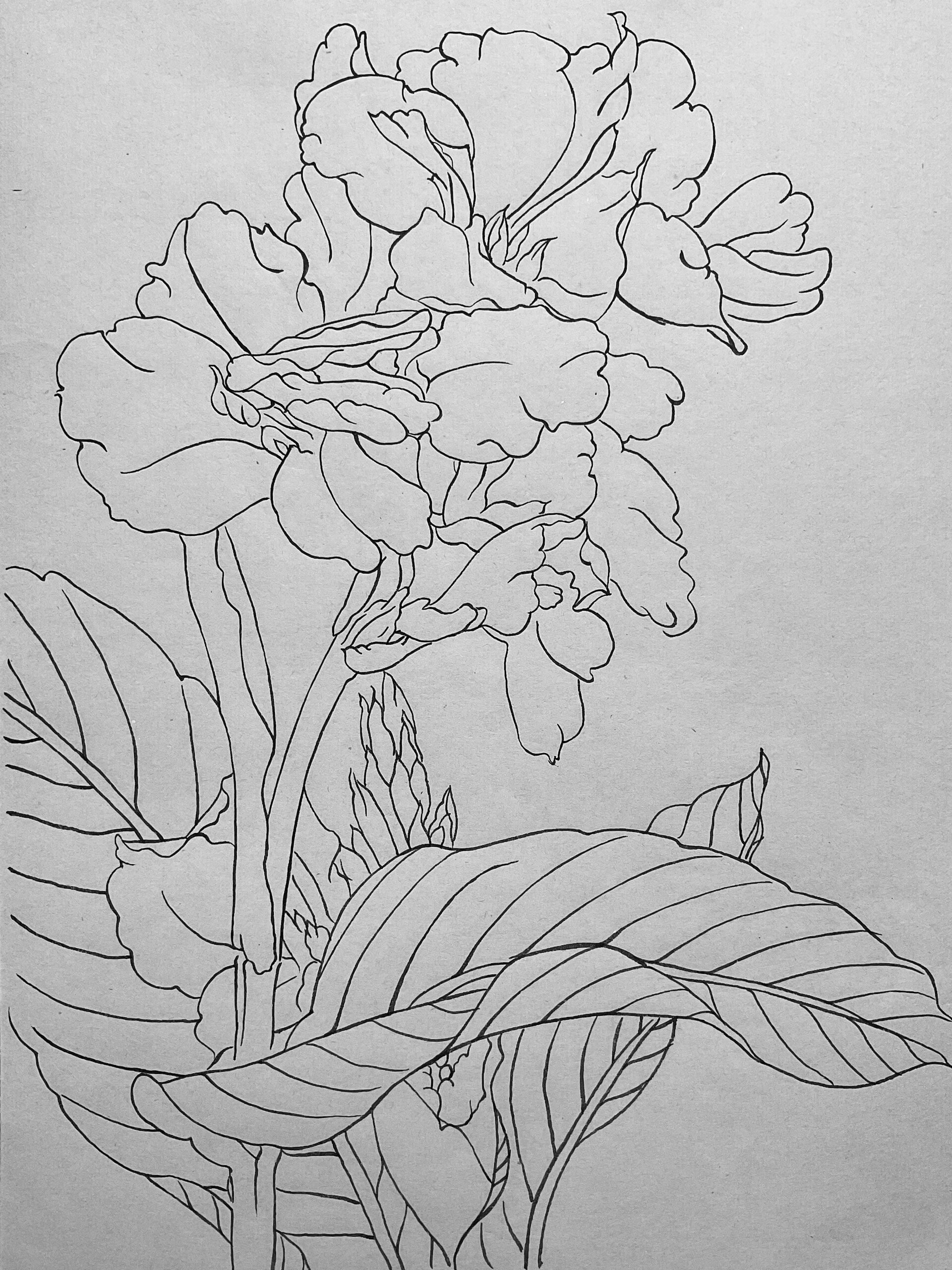 白描学习笔记 16/50 美人蕉