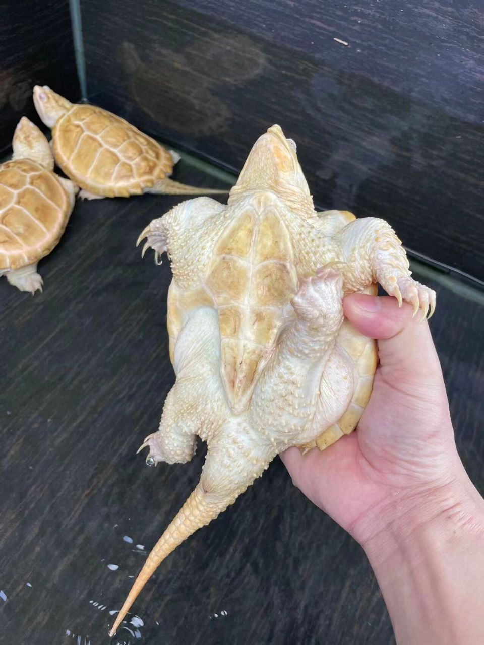 白化鳄龟来咯 完美组合一个公龟三个母龟