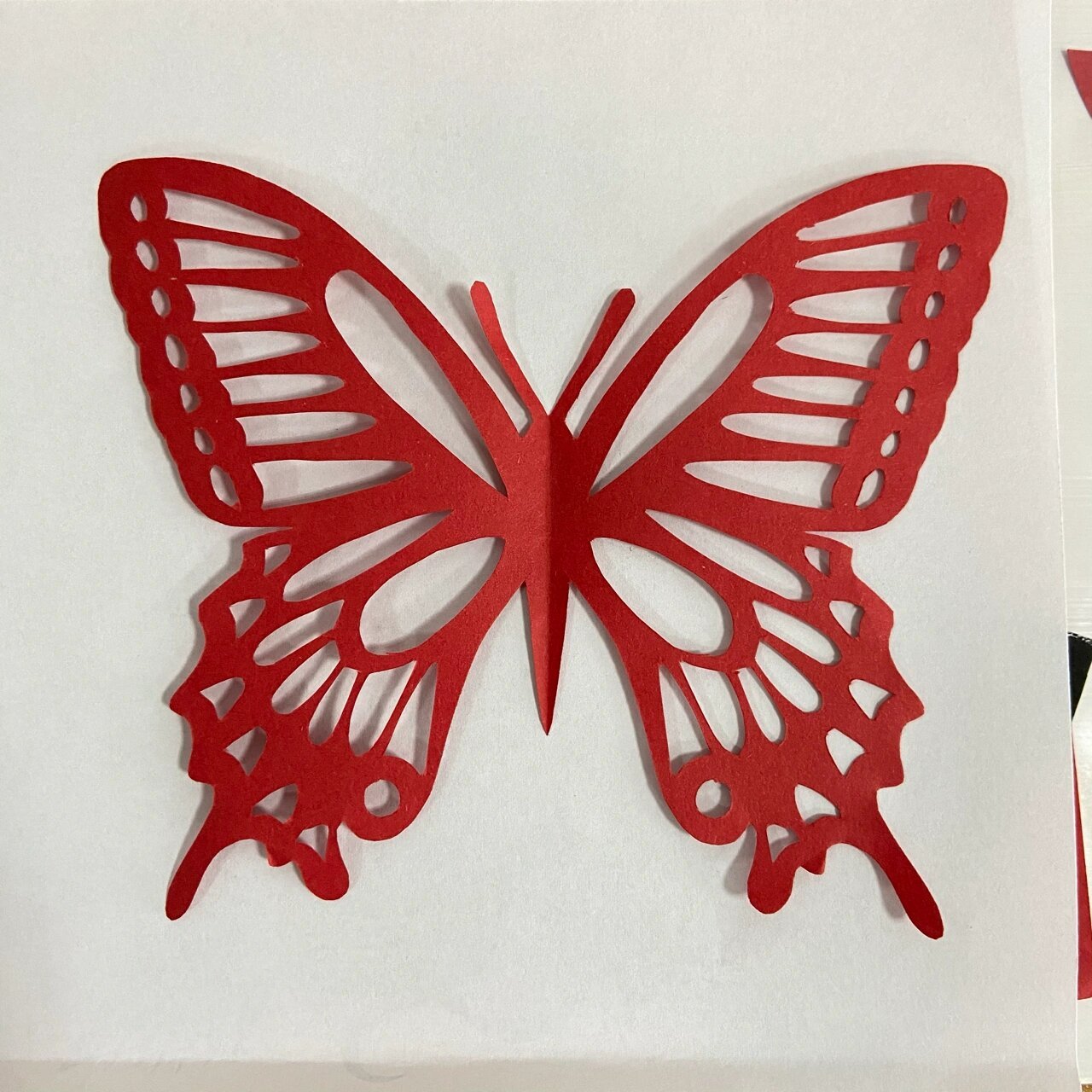 剪纸窗花|蝴蝶 最近剪了好多漂亮窗花 这个蝴蝶还挺特别的 虽然跟虎年