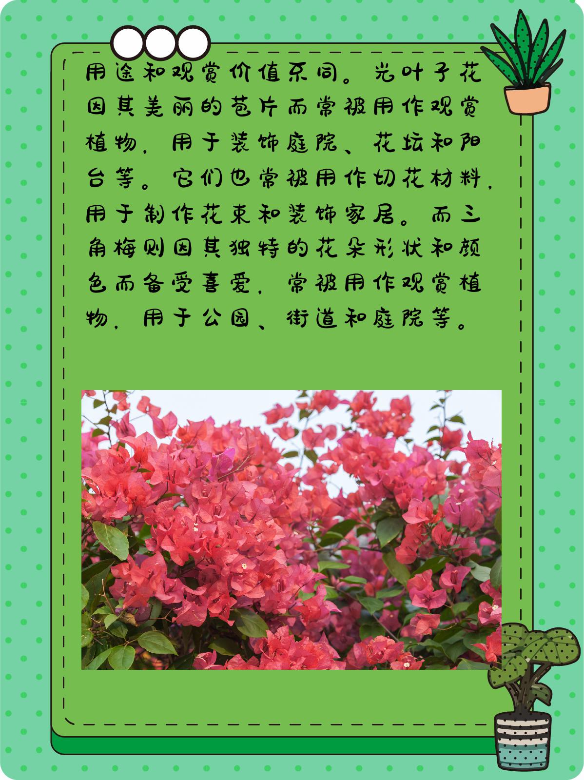 光叶子花花语图片