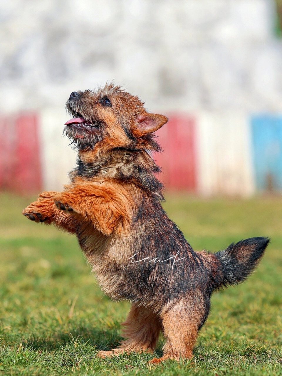 诺维茨梗犬图片