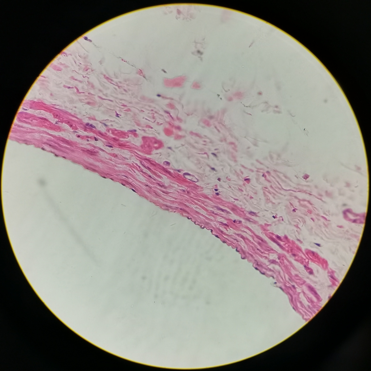 组胚绘图-中动脉&中静脉 p2 中动脉(下)&中静脉(上) p3 中动脉 p4 中