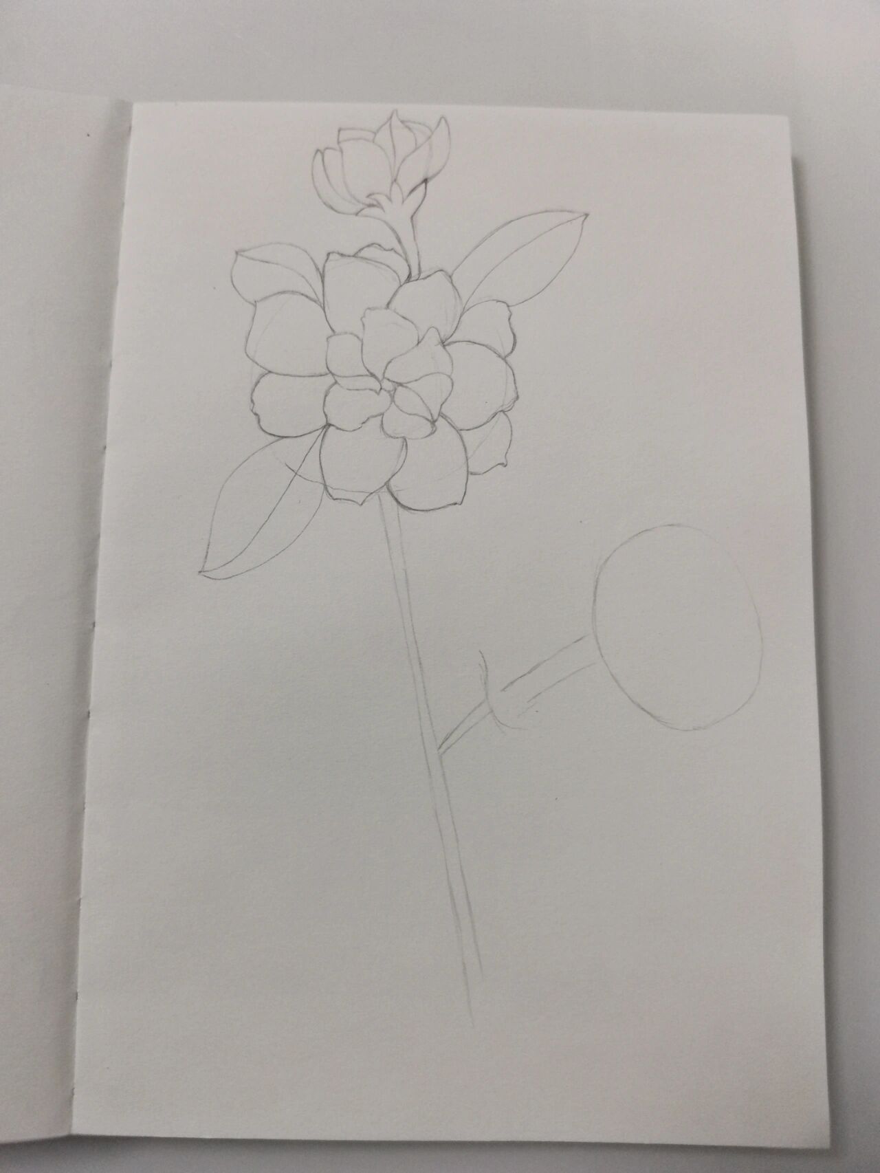 零基础学画画77～茉莉花(附步骤