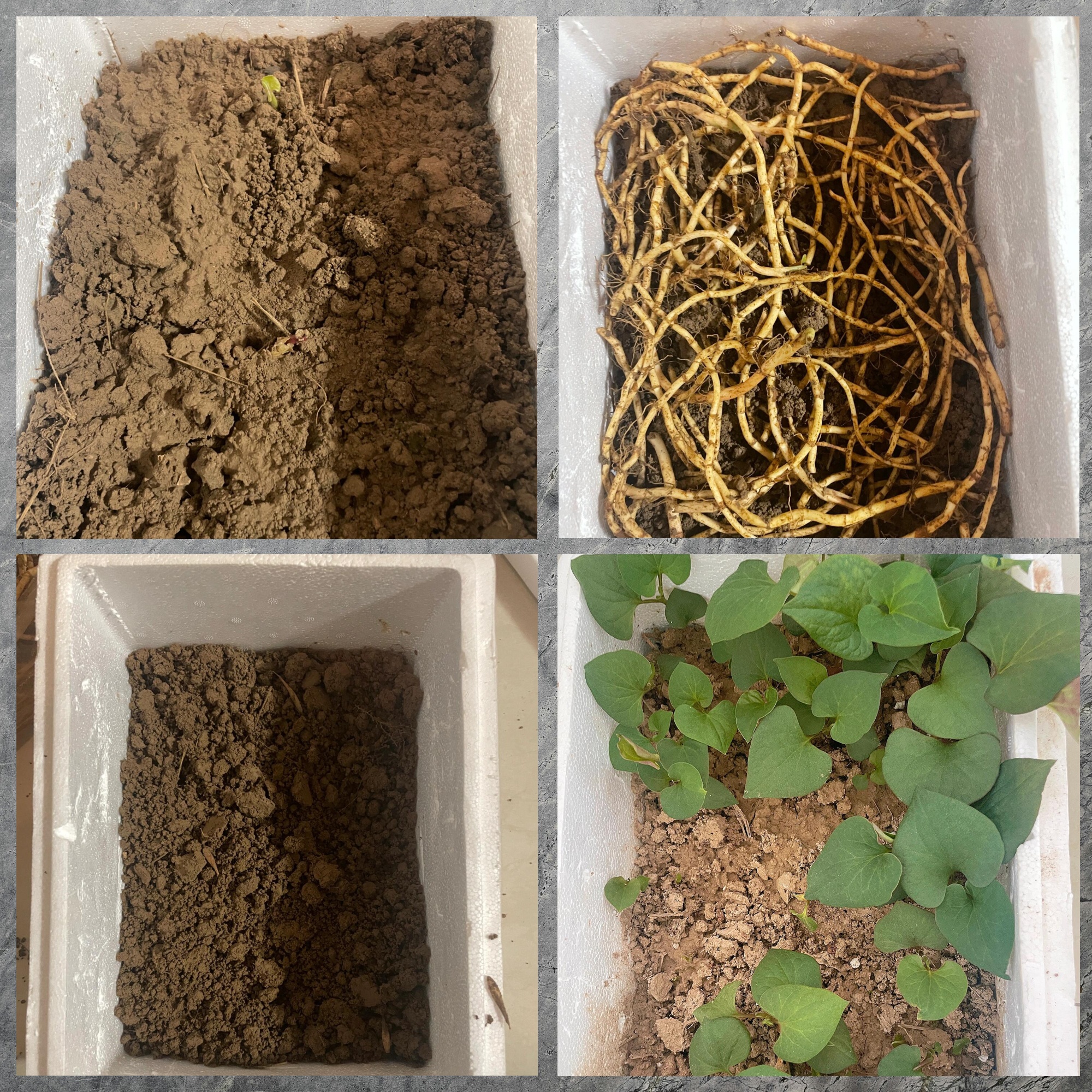 慎种折耳根于阳台避免未来遗憾 🌱🎉