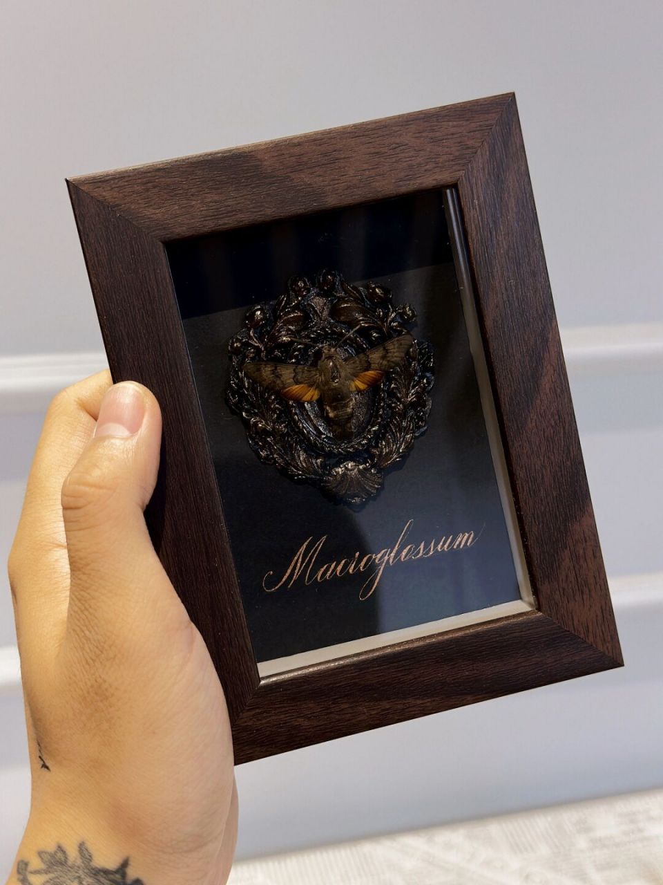 蜂鸟鹰蛾/小豆长喙天蛾 蜂鸟鹰蛾,是鳞翅目天蛾科的昆虫,别称蜂鸟天鹅