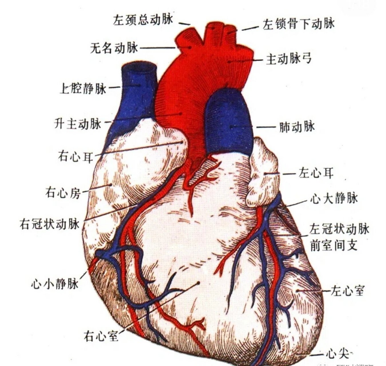 心脏中心房心室图图片