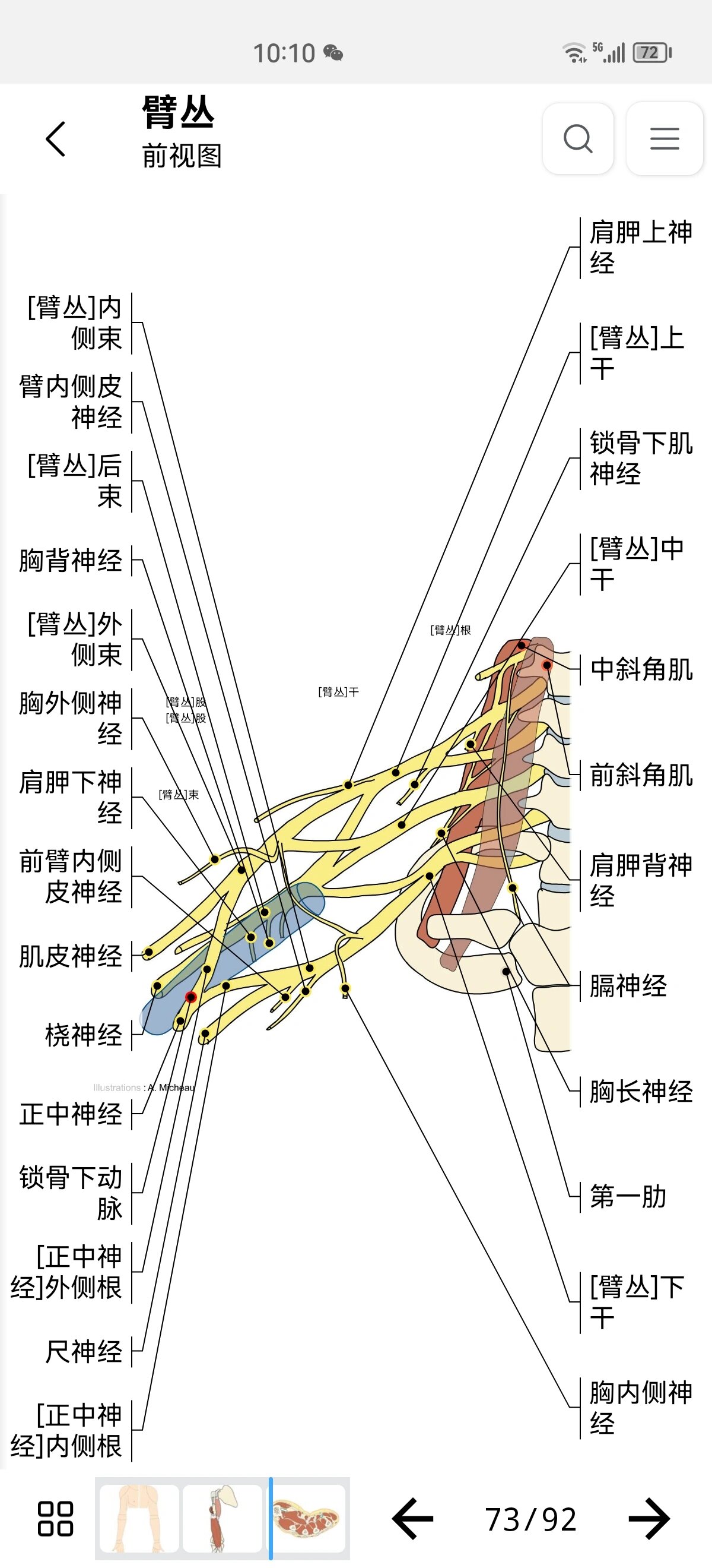 【解剖学习】臂丛神经