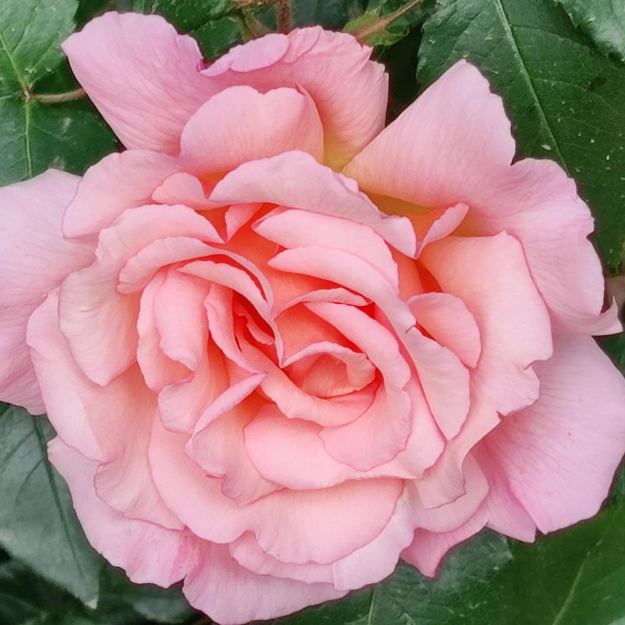 老年微信头像第二弹,希望喜欢  谁不喜欢大红花做头像呢,"平安幸福"们