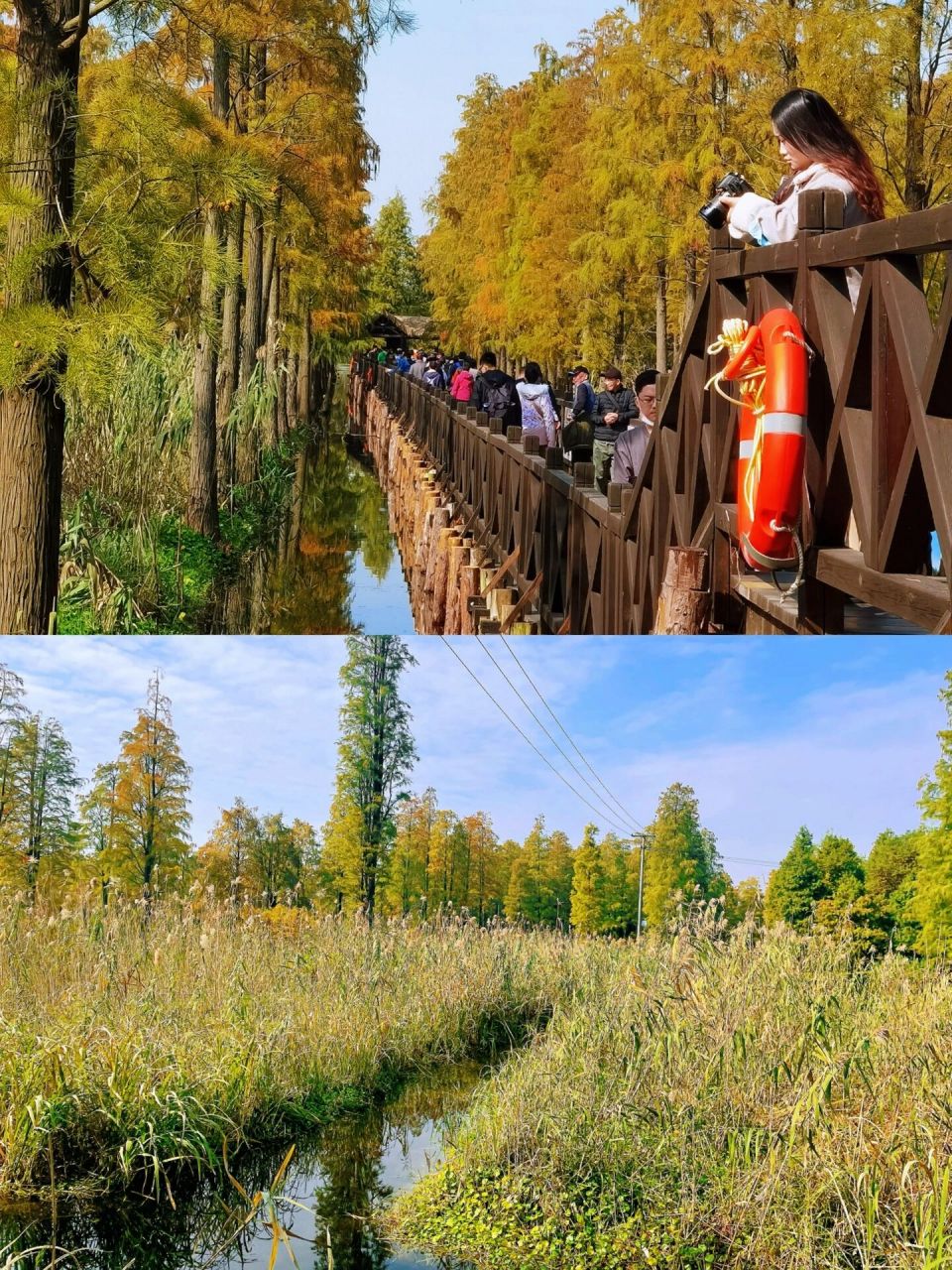 上海青西郊野公园,一个层林尽染的水上森林 地址:青浦区金泽镇紫莲路