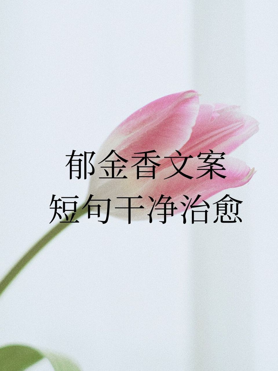 郁金香文案短句干净治愈 93 春风拂过,郁金香轻舞摇曳.