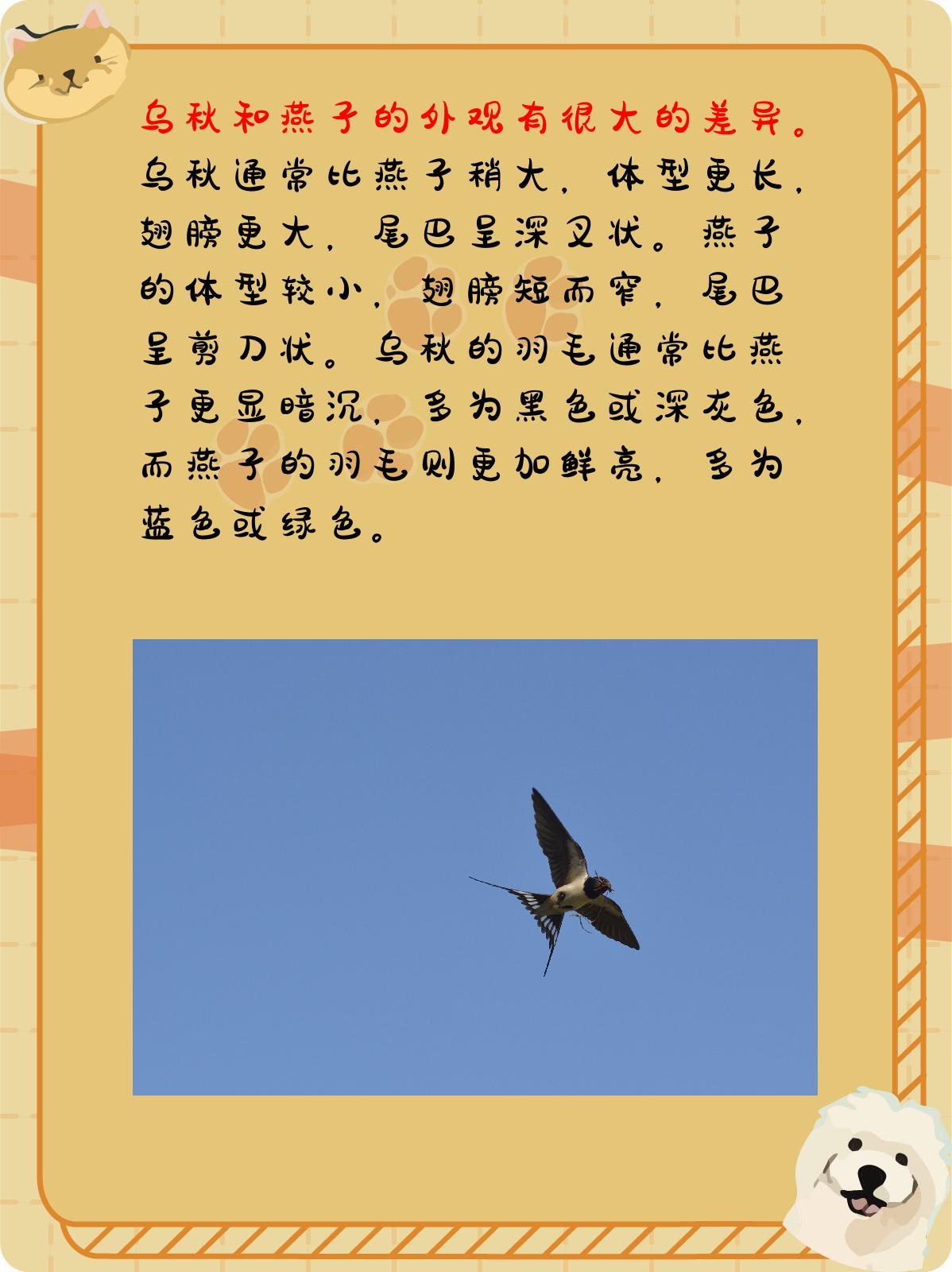 乌秋和燕子的区别 乌秋.@小杨的生活常识分享的动态