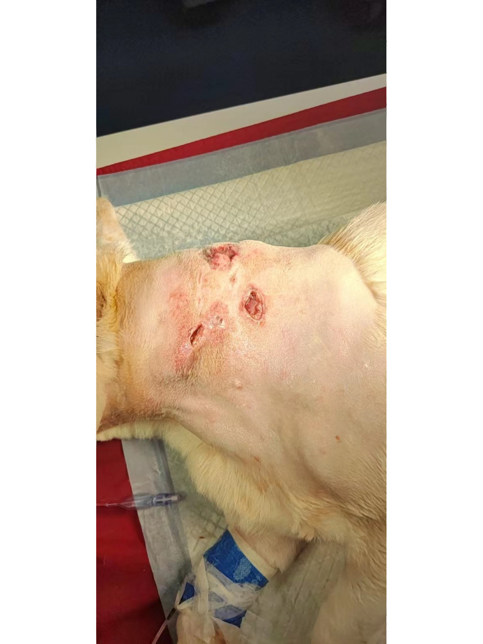 宠物外伤处理的误区——万花油涂伤口 铁打万花油,一个有着悠长历史的