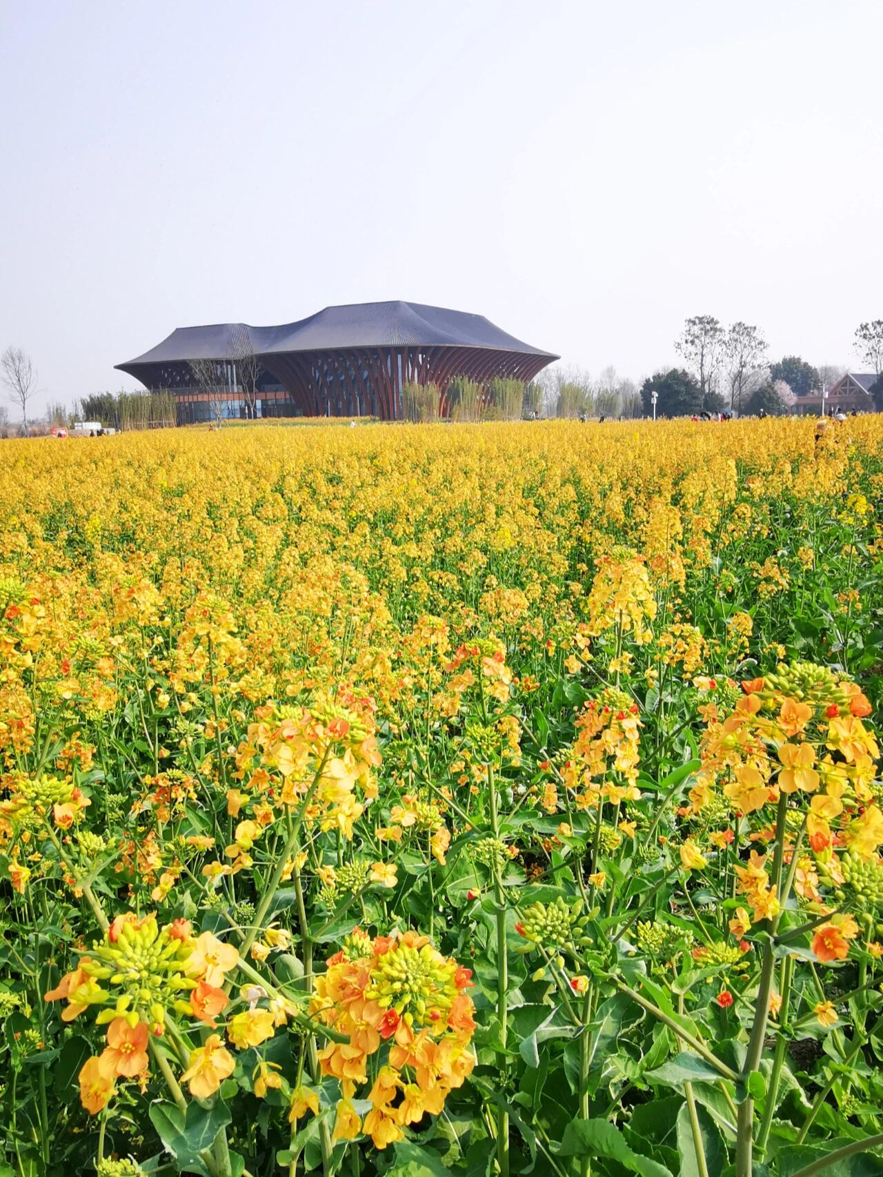七彩油菜花,新津天府农博园 周日的早上出门去踏青,天府农博岛是不错