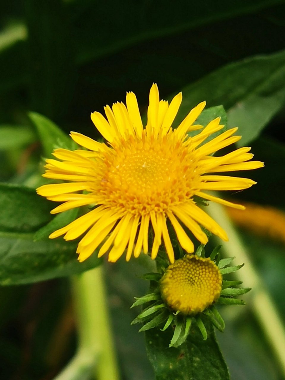 黄色的旋覆花|美了一夏 94旋覆花是桔梗目,菊科,旋覆花属,多年生