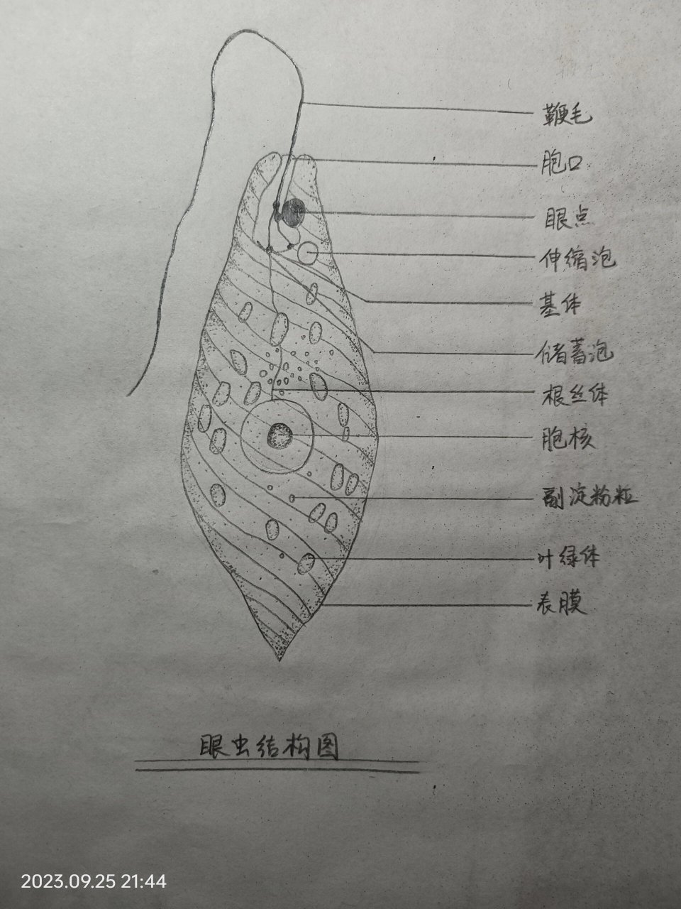 眼虫结构图