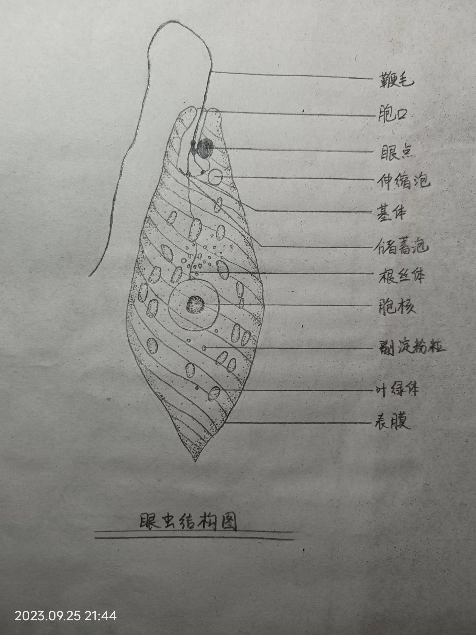 眼虫人体图片