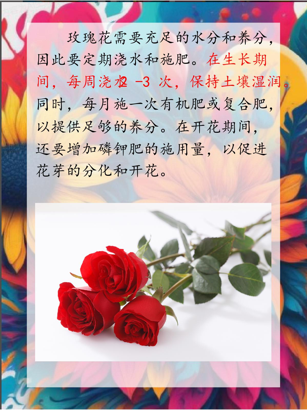 玫瑰花生长温度图片