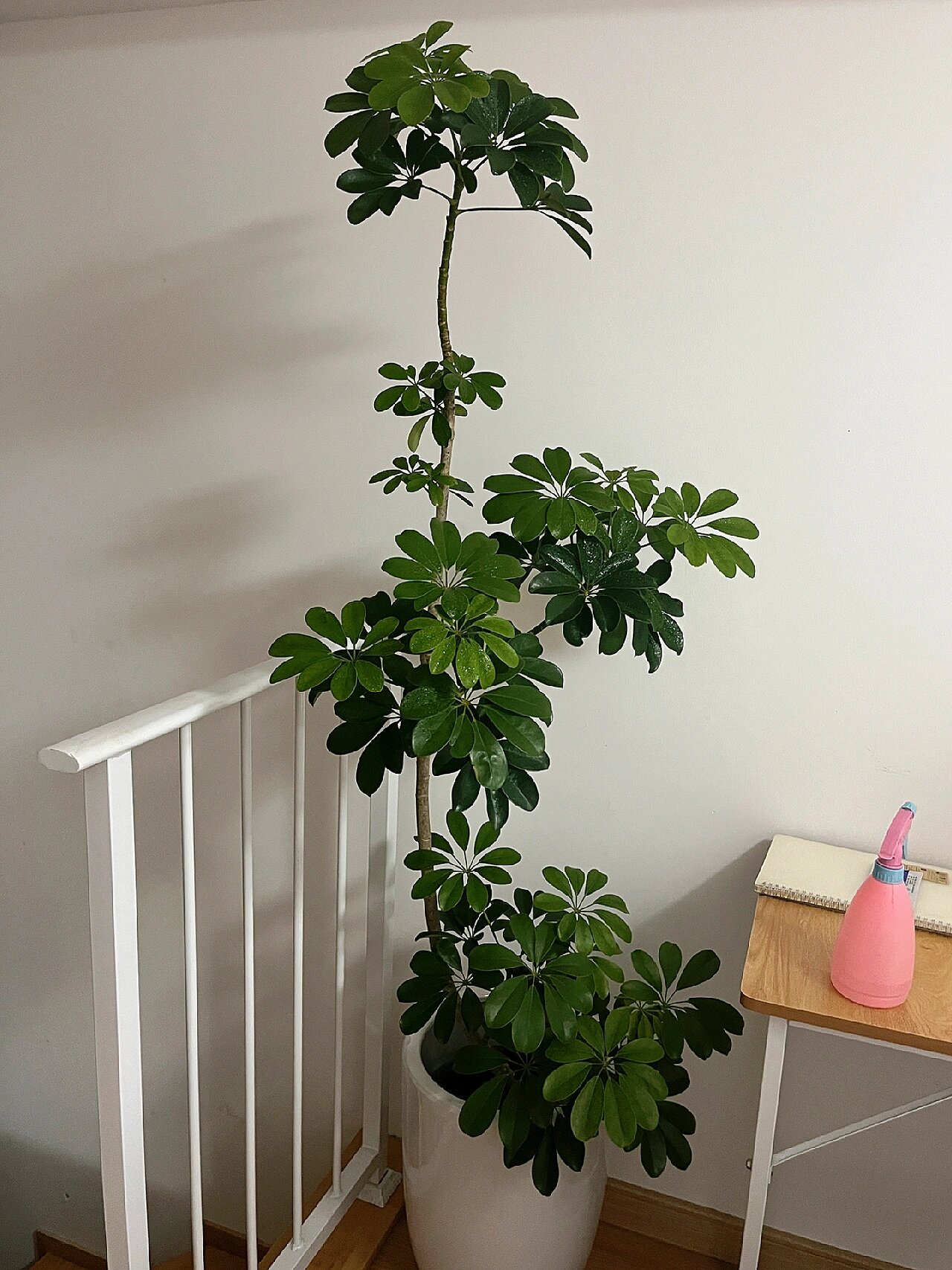 七叶莲(鸭脚木)