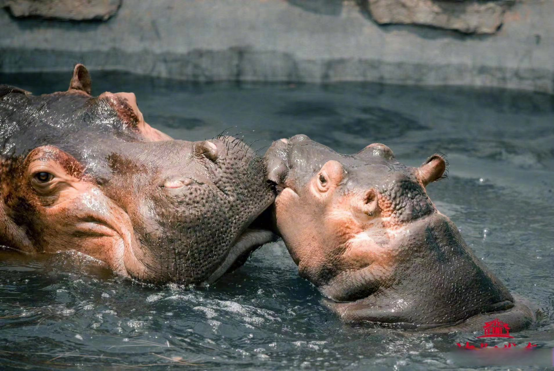 美好辽宁欢迎您#【小羚牛,小斑马,小河马…沈阳森林动物园的"幼儿 ""