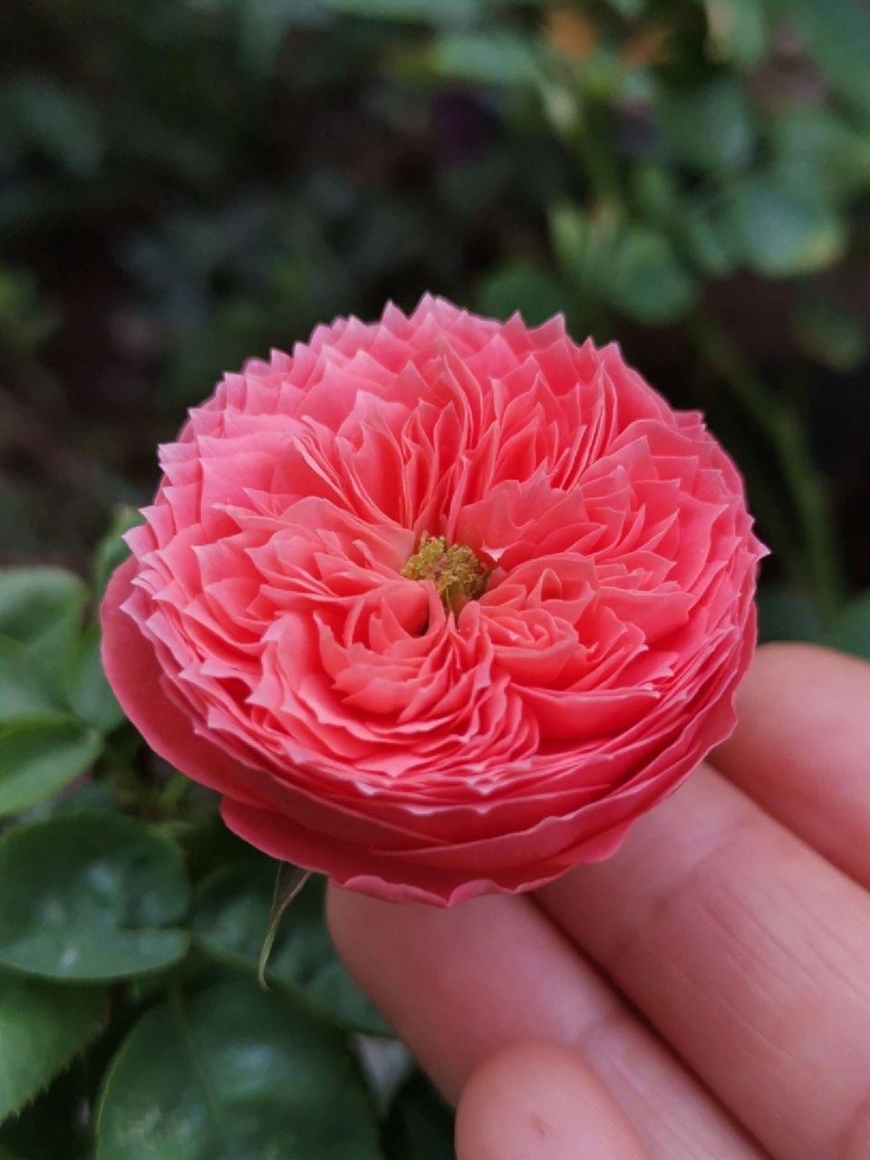 天狼自育月季:朱砂碗 夏天天气热时,花型不够包,花色较淡.