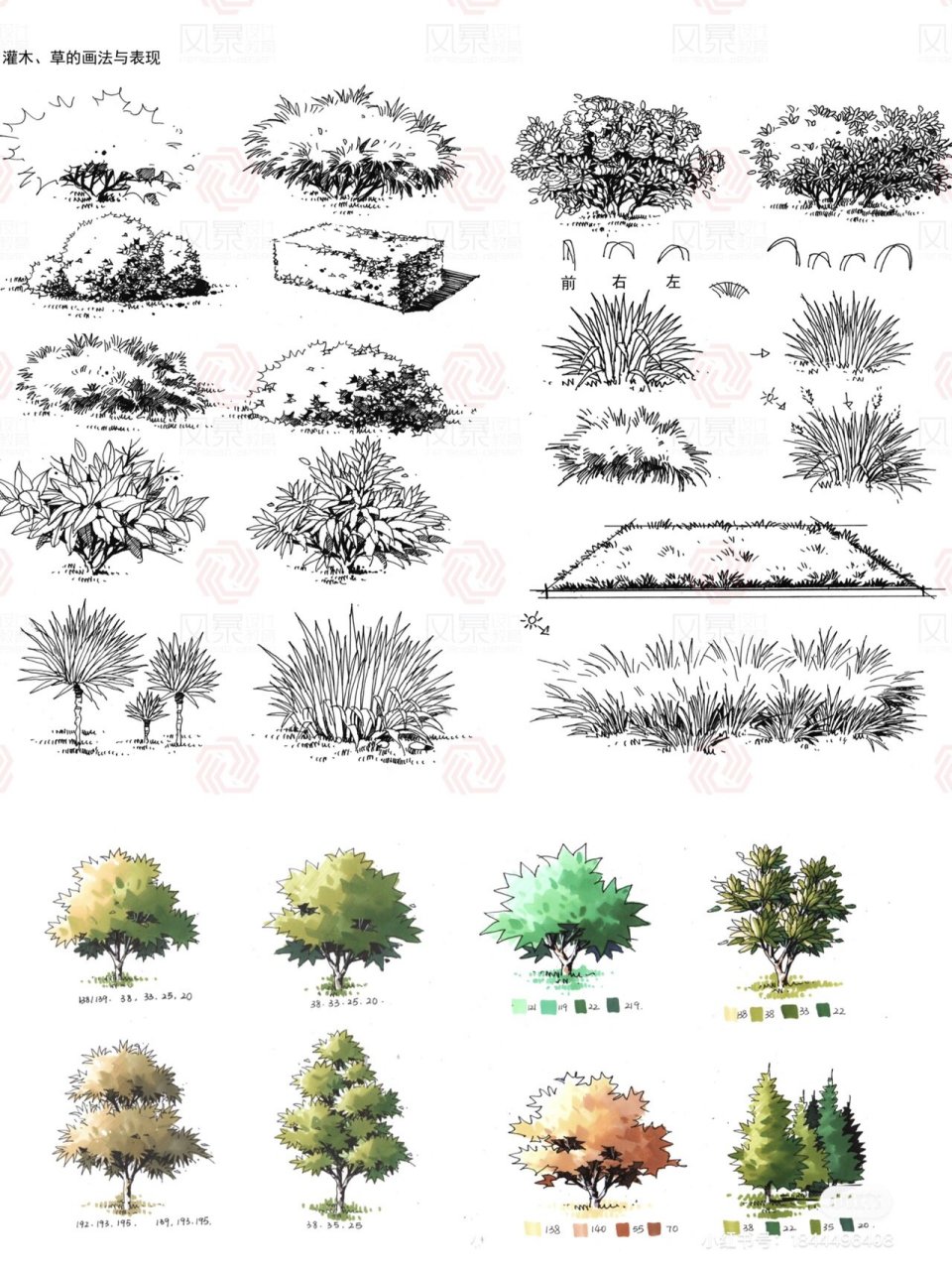 92159215园林景观手绘线稿 灌木,草的画法与表现