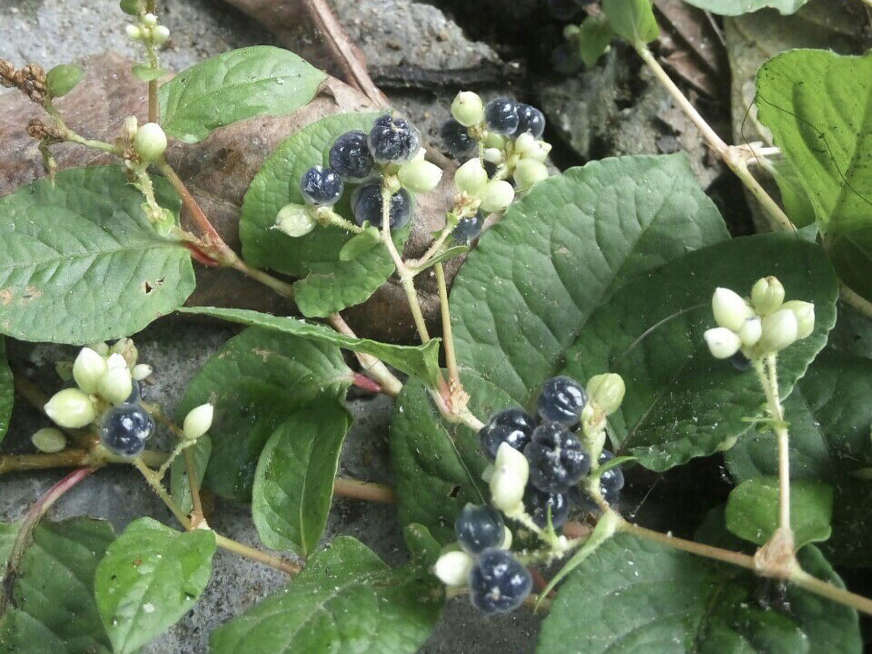 每日一花|火炭母 火炭母:蓼科,蓼属多年生草本植物,根状茎供药用.