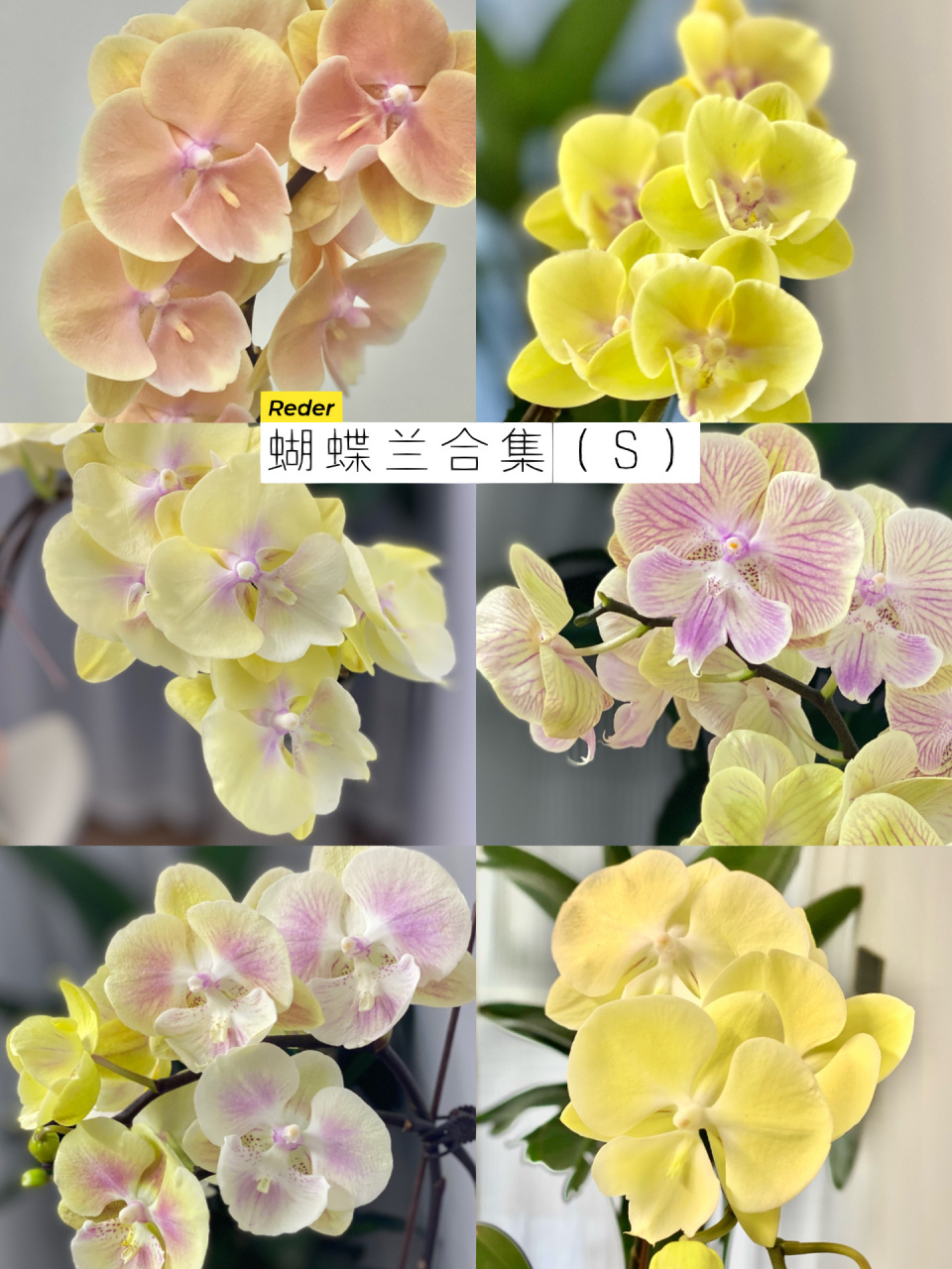 蝴蝶兰合集(s) 蝴蝶兰合集(特别篇) 六款黄色大舌头合集 黄色大舌头