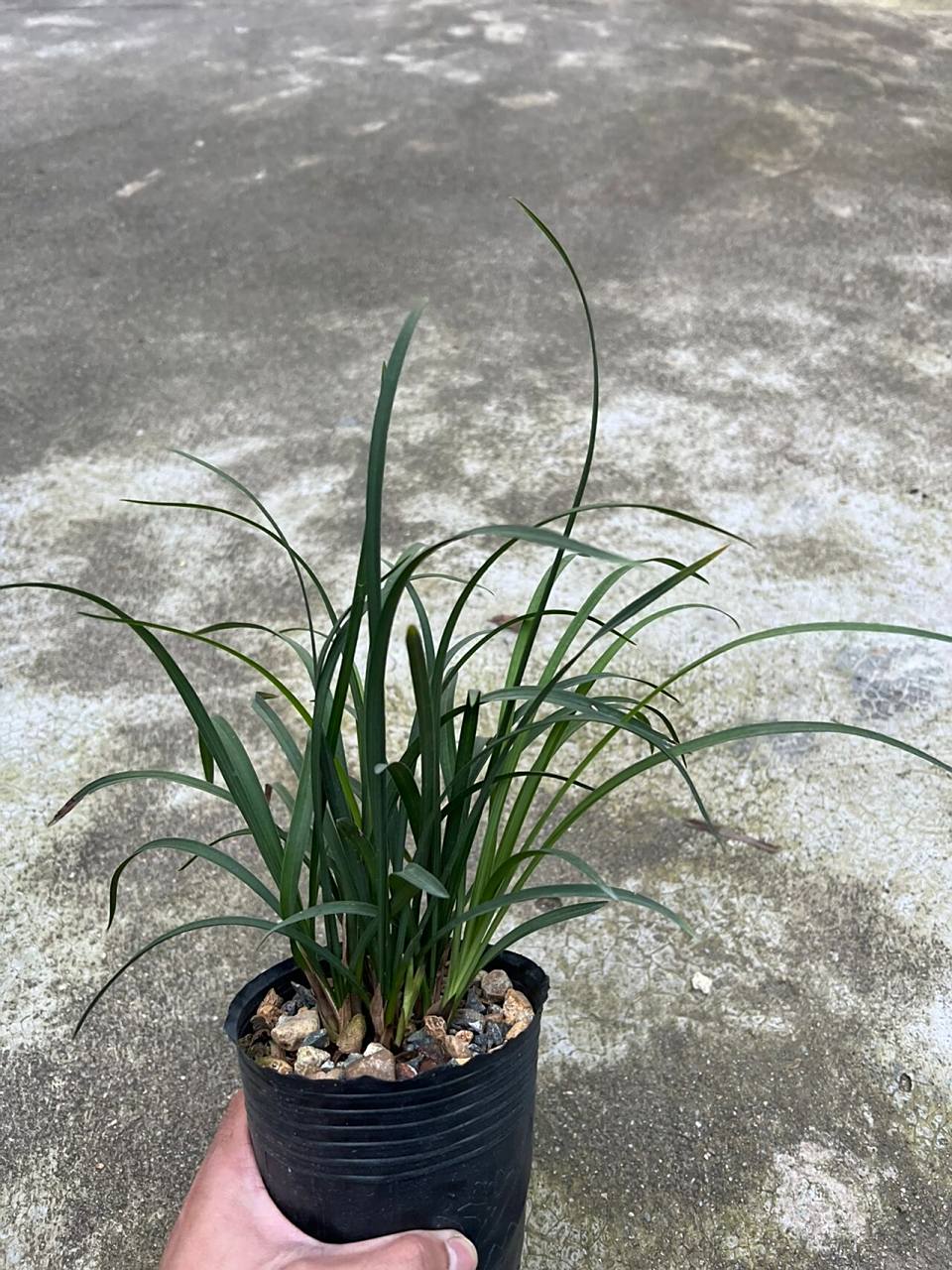 春兰阿里山素(白色素花) 阿里山素,又名白雪冰心,春兰中的素花,是中国