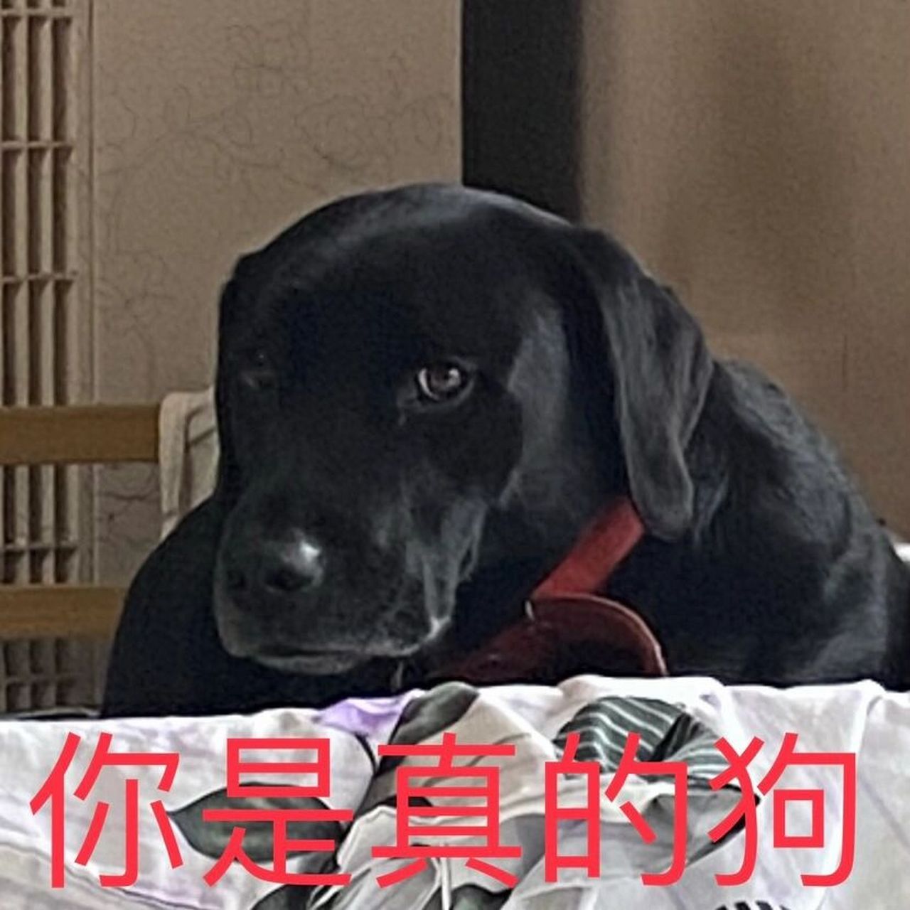 眼神骂人教学 论表情我们是认真的