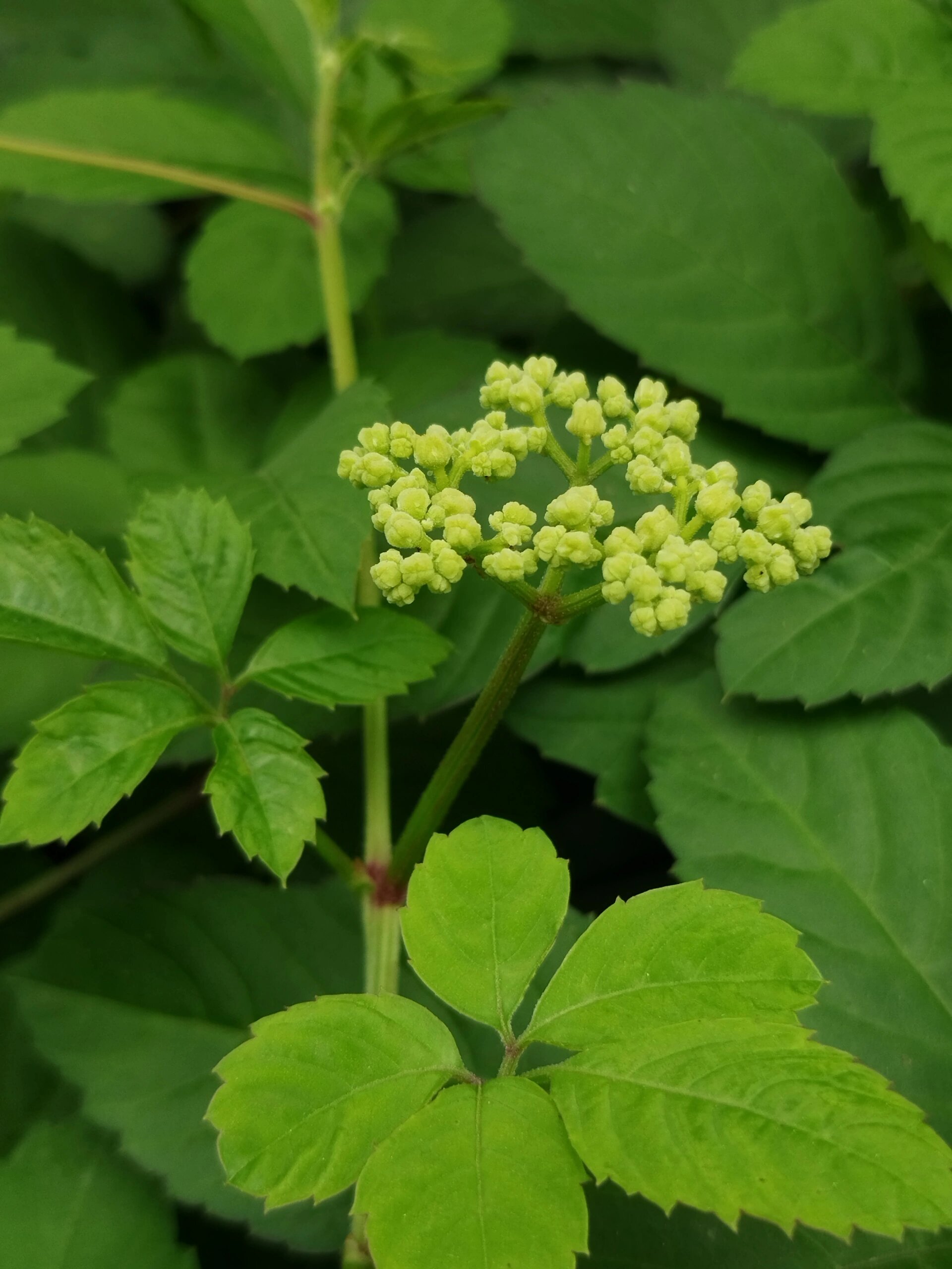 植物图鉴|乌蔹莓