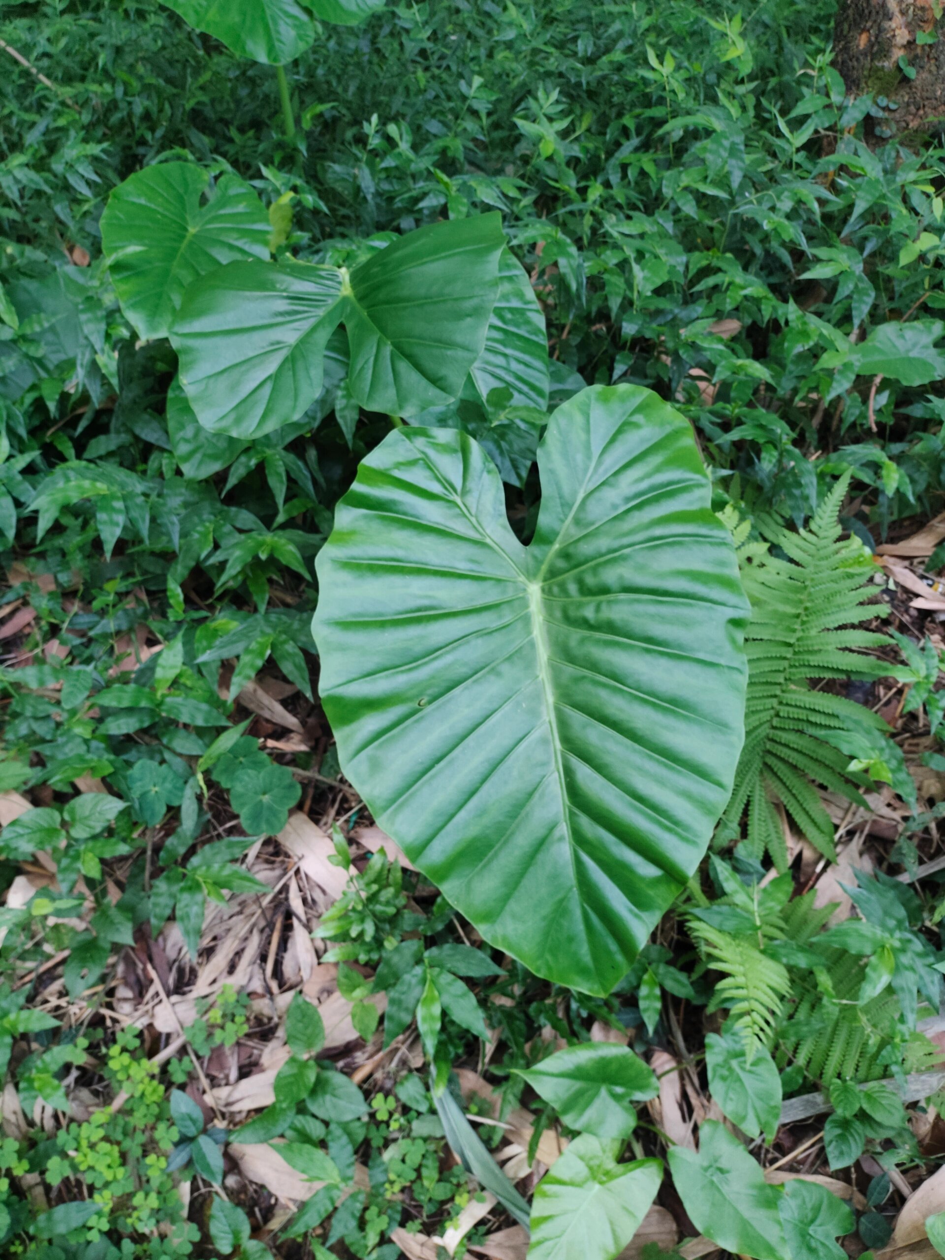 [31]每天认识一种植物—海芋 91别名:巨型海芋,滴水观音 91花期