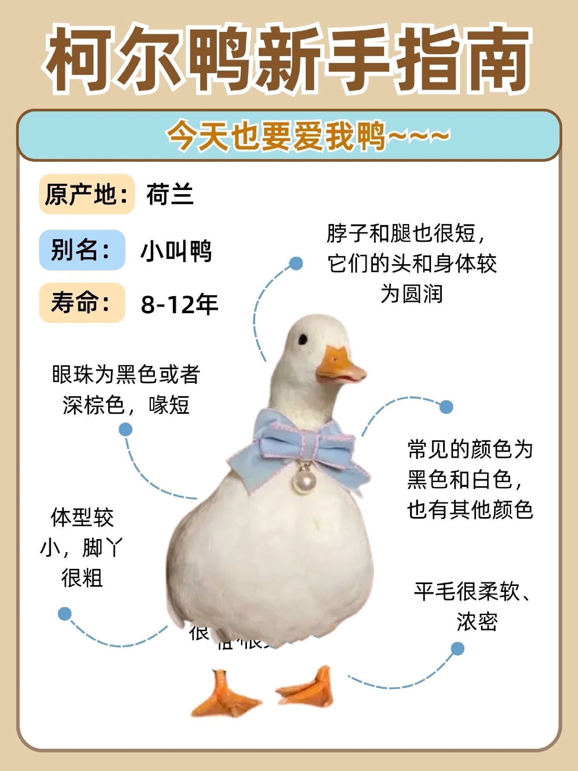 柯尔鸭:网红萌宠界的明星,你get到了吗?