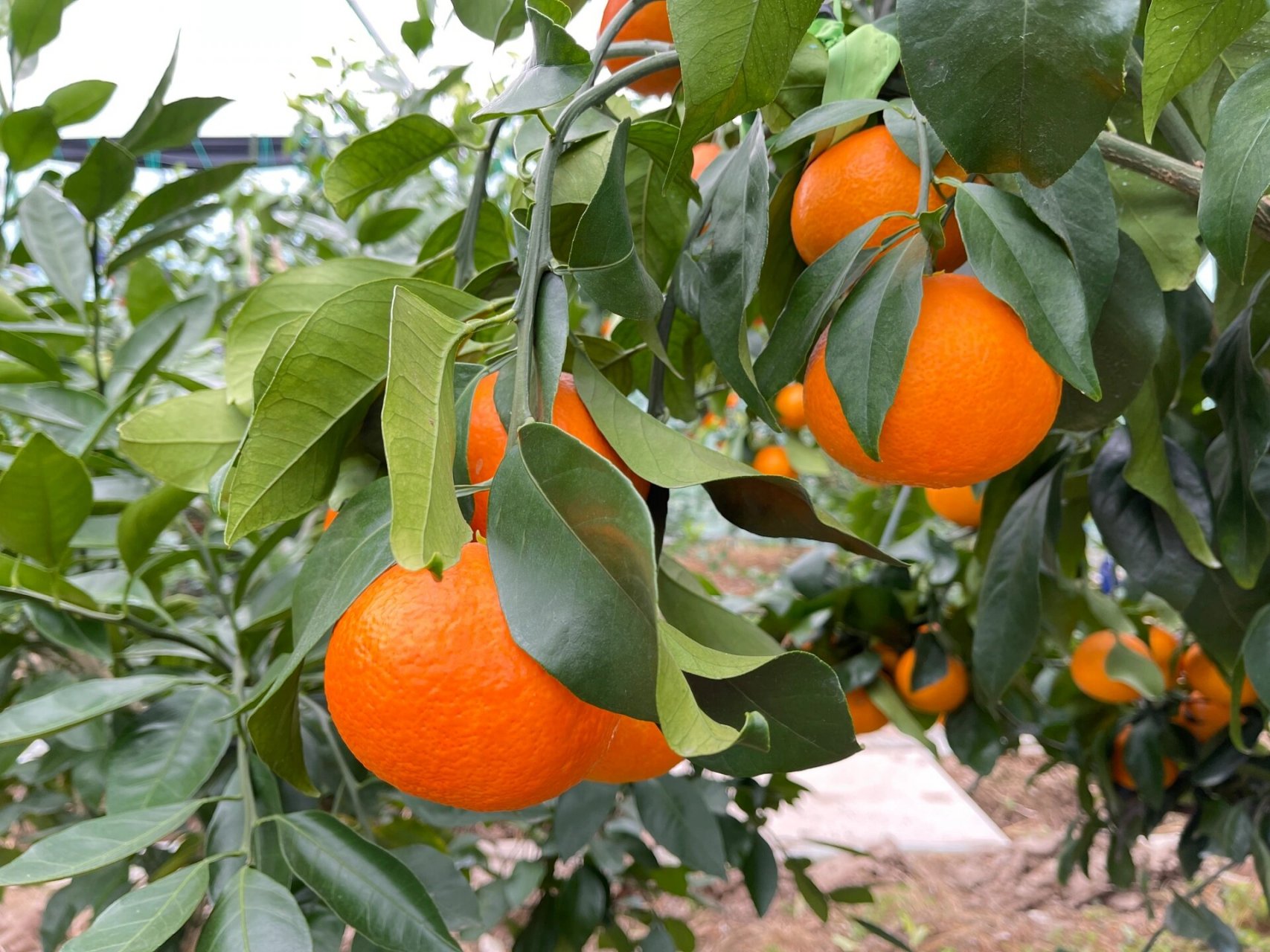 22年12月11日第二次象山行～定塘红美人之乡 p1～11红美人(绿美人)