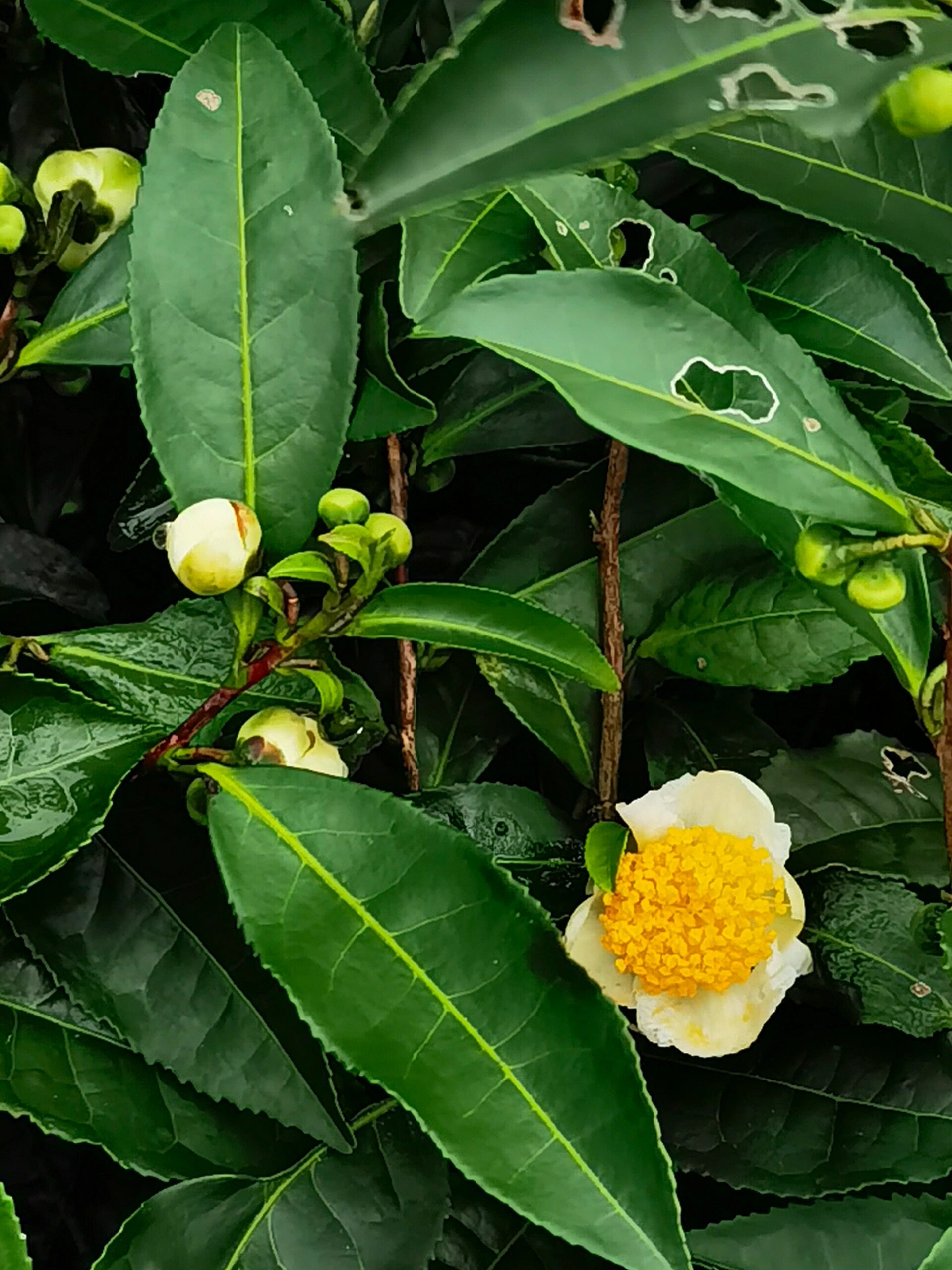 流浪重庆|巴南定心茶园,市区小众高山茶海 市区出发,一小时即可到达