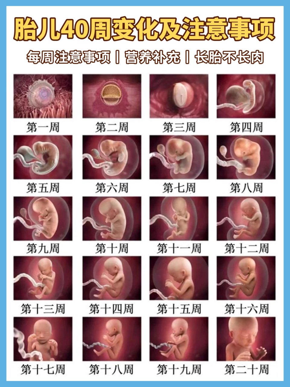 怀孕1-40周宝宝发育全过程73及注意事项 胎儿的生长发育是个奇妙的