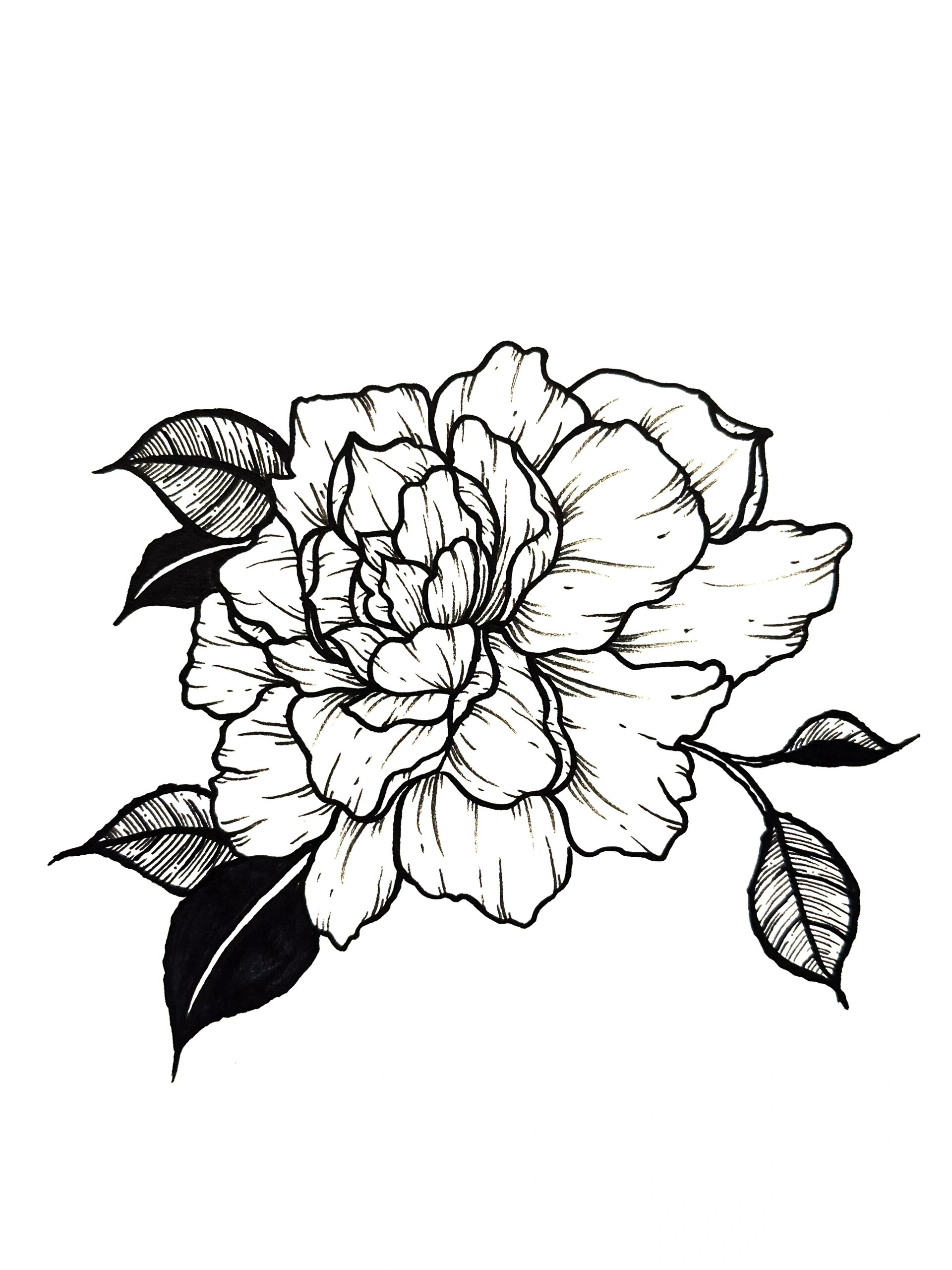 🌺黑白装饰画/插画/花卉