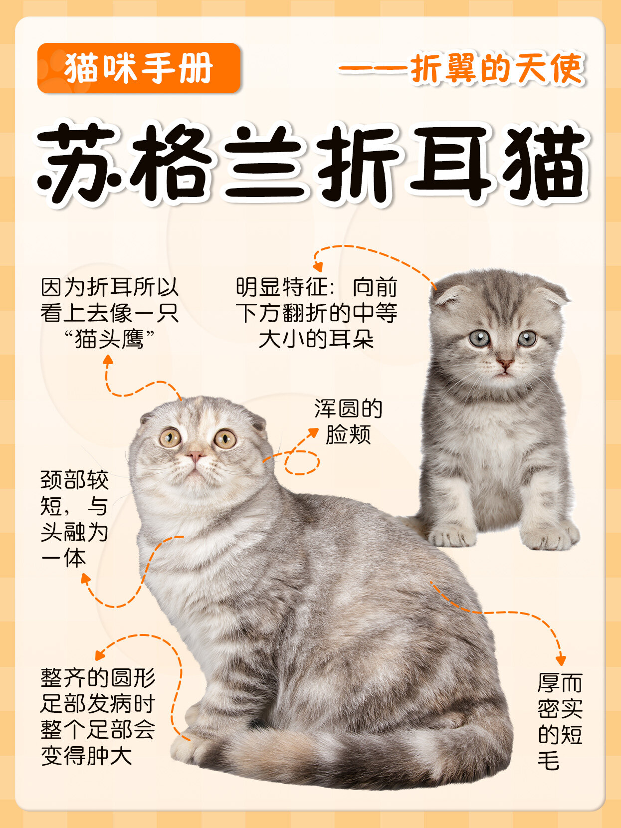 猫咪手册|折翼的天使——苏格兰折耳猫93