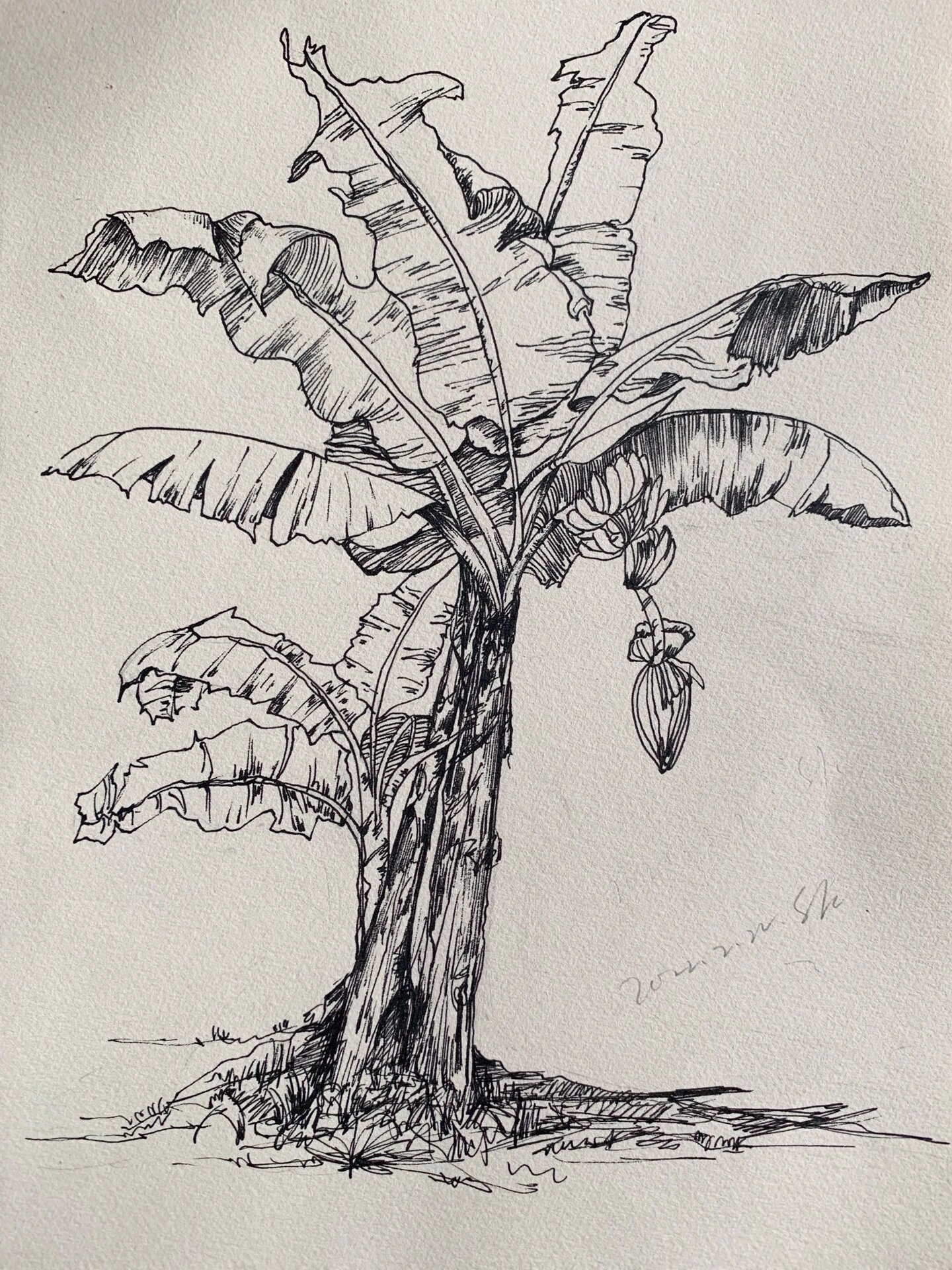 速写练习-芭蕉树(附步骤图)