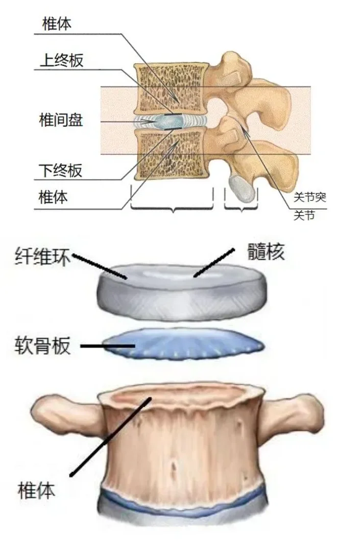 椎体及椎间盘解剖 椎体及椎间盘解剖