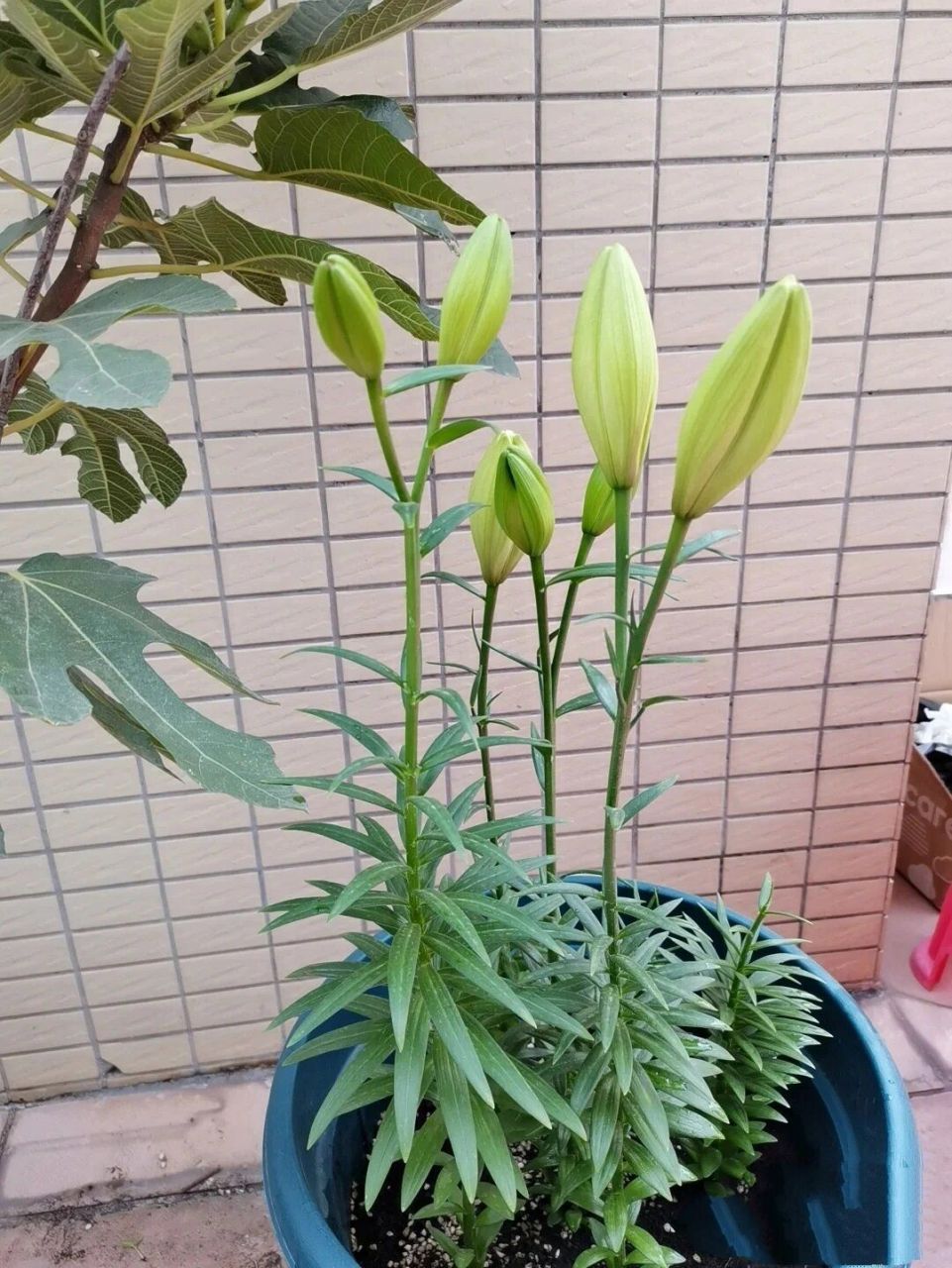 根茎像百合的植物图片