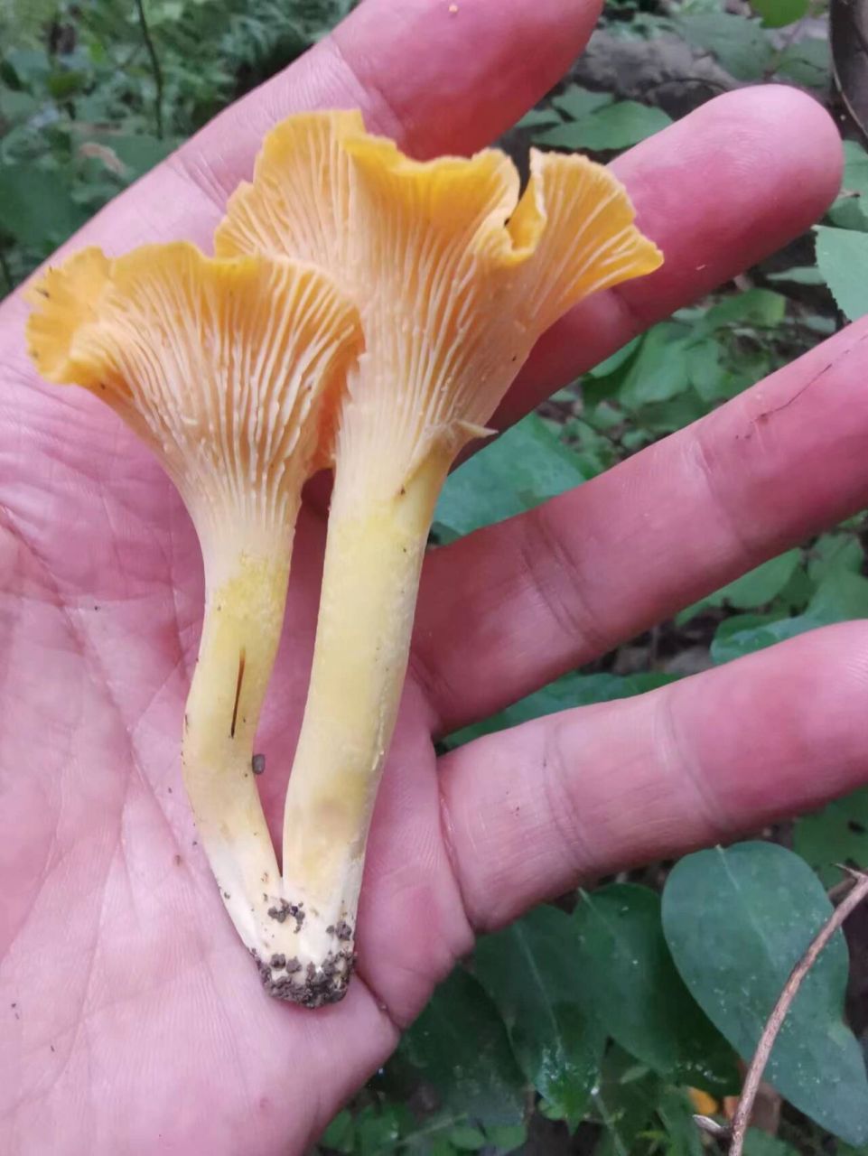 北京山里采鸡油菌!北京蘑菇探索活动 北京山里也是有鸡油菌的哦!