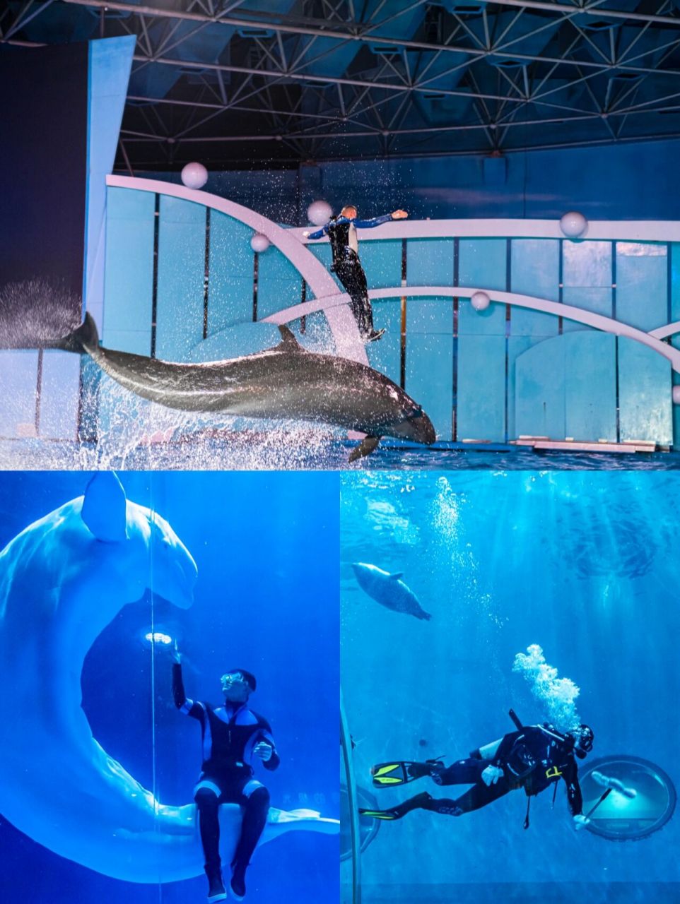 暑假青岛旅游攻略—青岛极地海洋公园 74史上超长暑假已经开始了,来