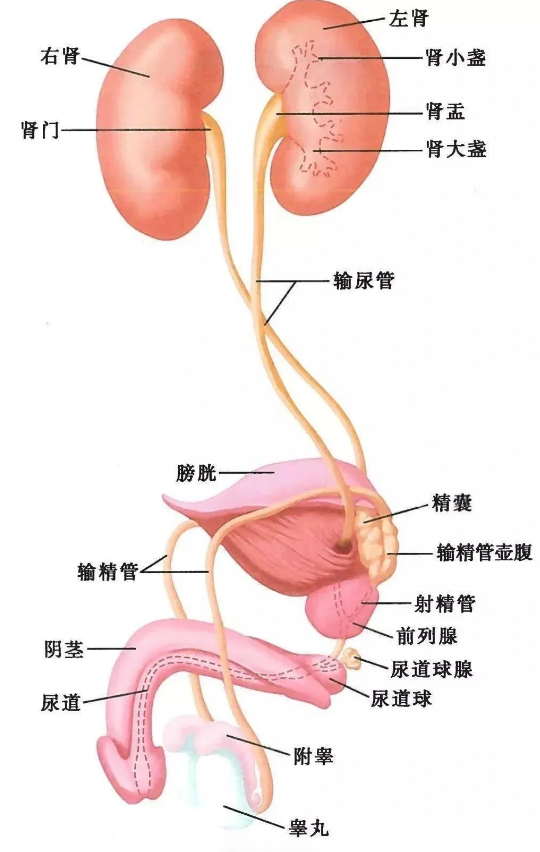 前列腺在什么部位?