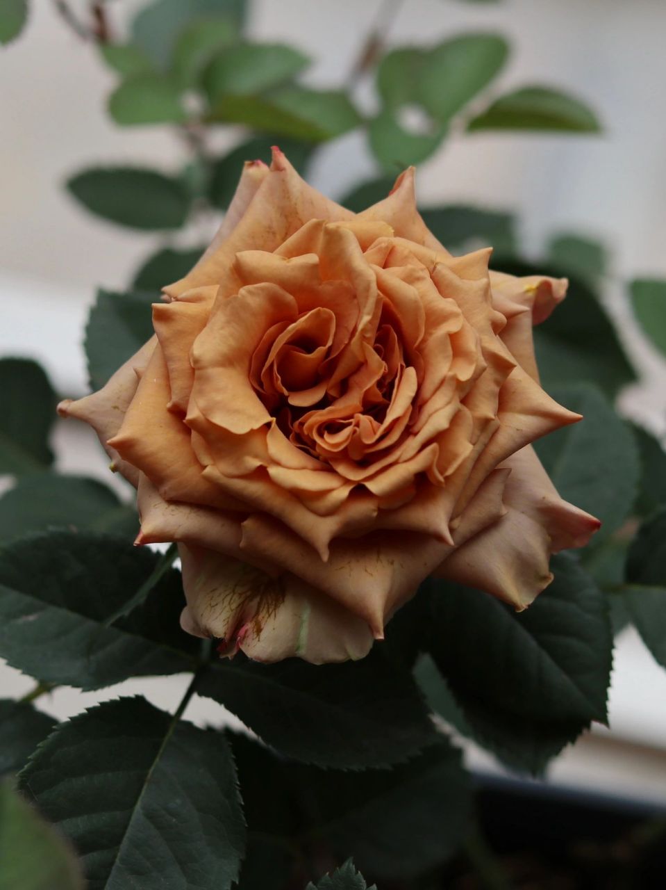 太妃糖花 我通常非常讨厌卷边以及花瓣不够多的月季 但是太妃糖是个