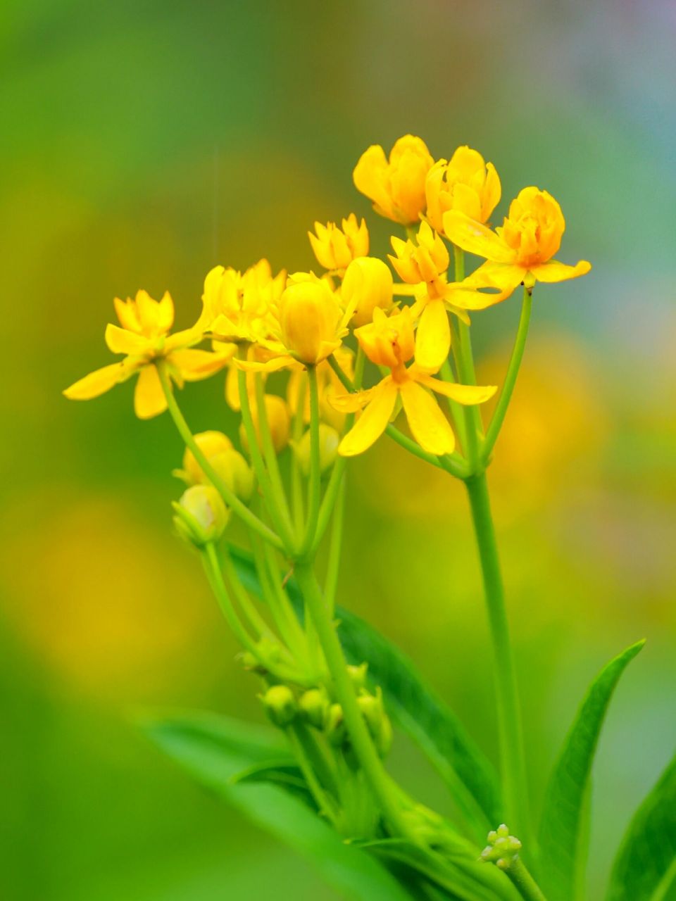 雨后小黄花94 #来拍照了# #摄影日常# #治愈# #故事的小黄花# #小