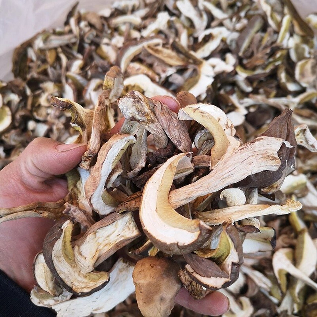 野生牛肝菌干货 具有祛风散寒,舒筋活络的功效;中医认为对贫血,体虚
