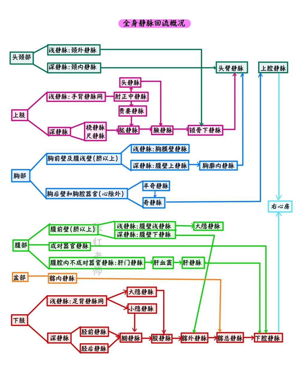 解剖学:体循环静脉(一张图就可以拿下难点) 解剖学动脉,静脉走向是