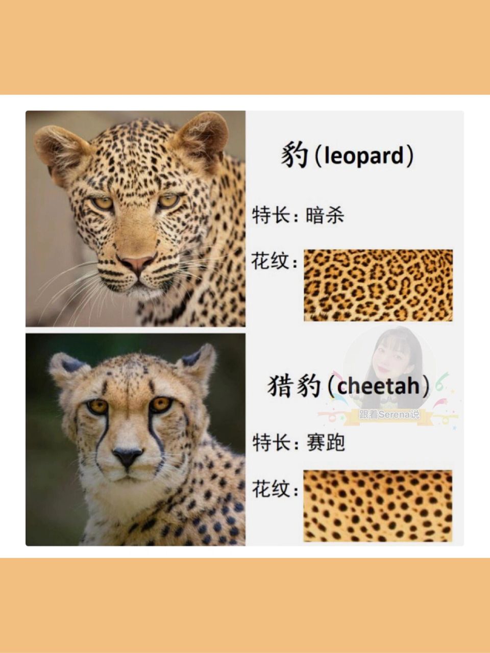 cheetah区别图片