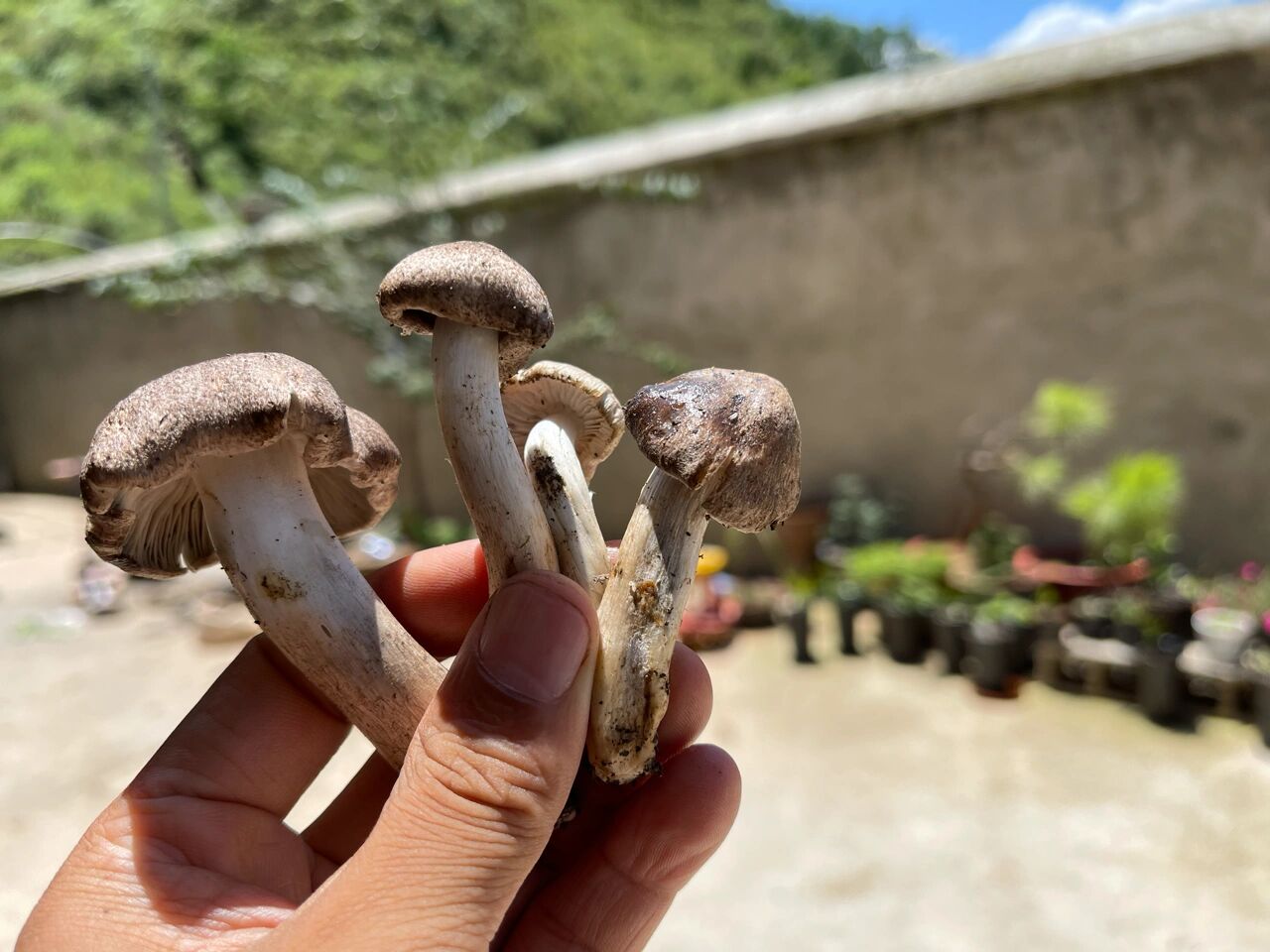 今年的小黑菌好大朵啊 这个菌应该是全世界炖汤最好吃的野生菌了吧,香