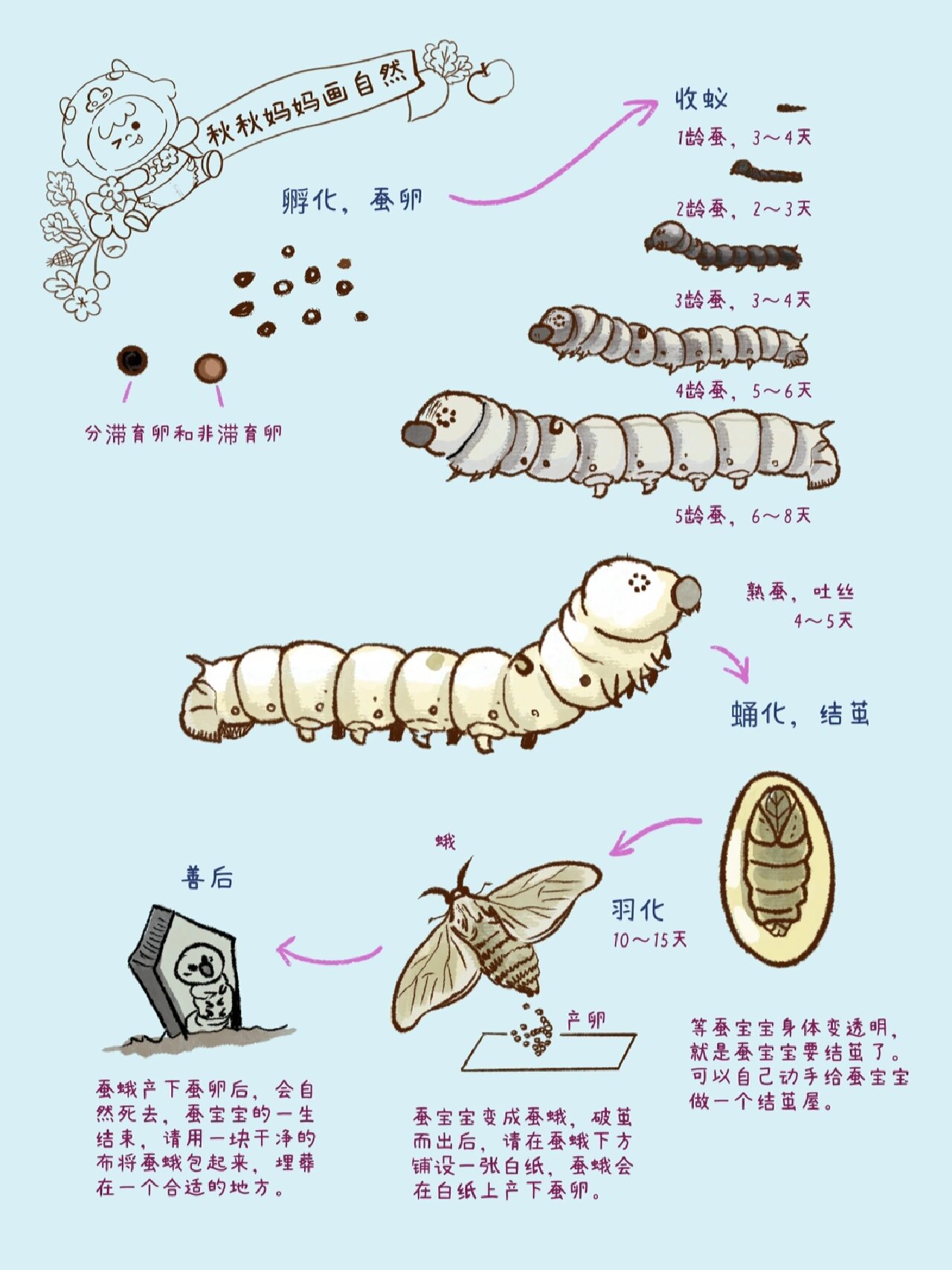 蚕宝宝结茧啦,收获一束彩色蚕茧花|原创手绘